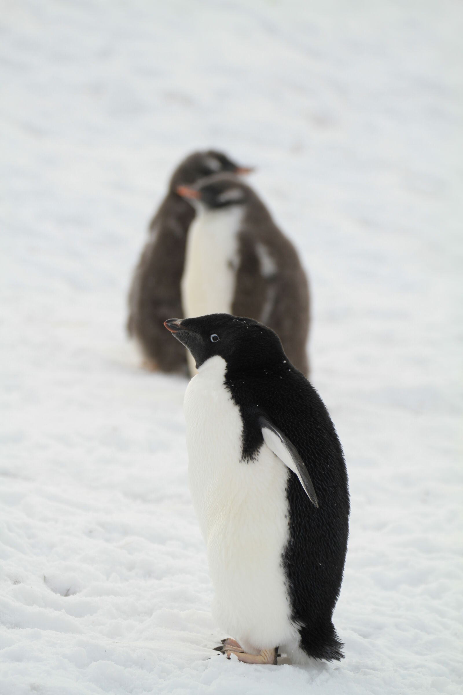 Canon EOS 7D + Canon EF 70-300mm F4-5.6L IS USM sample photo. Alone, antarctic, cute, little photography