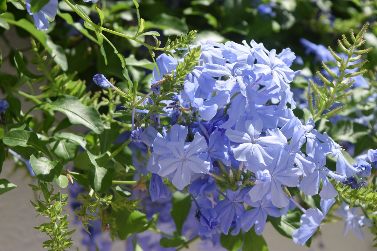 Nikon D3300 sample photo. Blue flowers, periwinkle, bloom photography