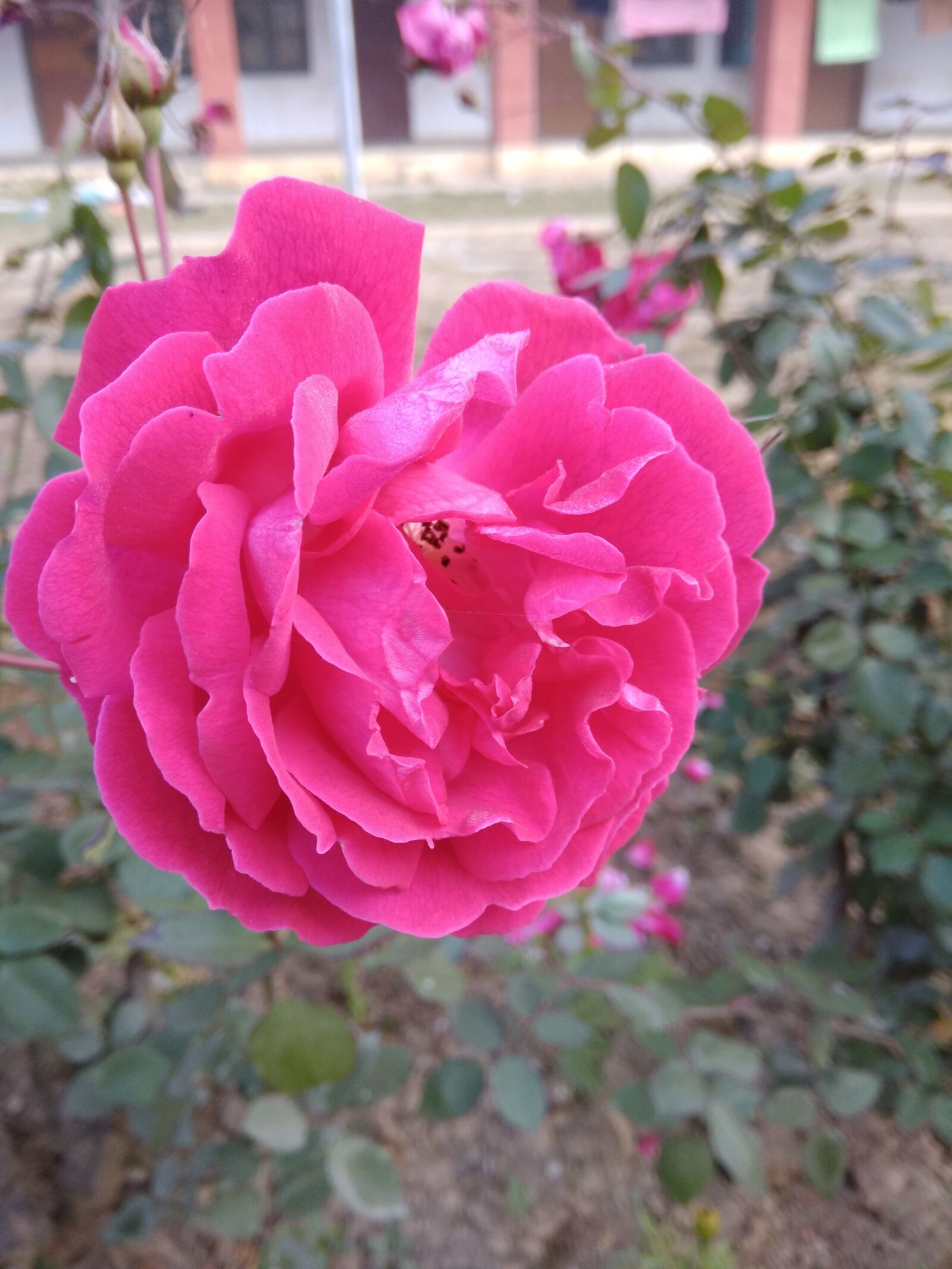 Xiaomi Redmi Note 4 sample photo. Pink rose, rose, flower photography