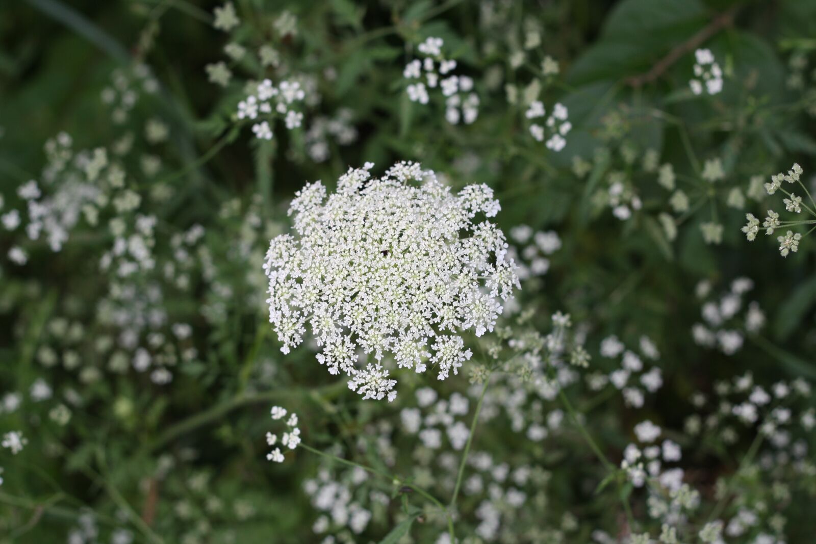 Canon EOS 1000D (EOS Digital Rebel XS / EOS Kiss F) sample photo. Flower, wild flower, floral photography