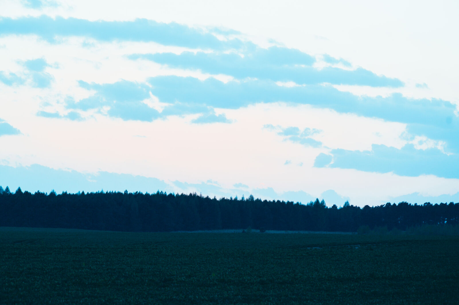 Nikon D3200 sample photo. Forest, sky photography