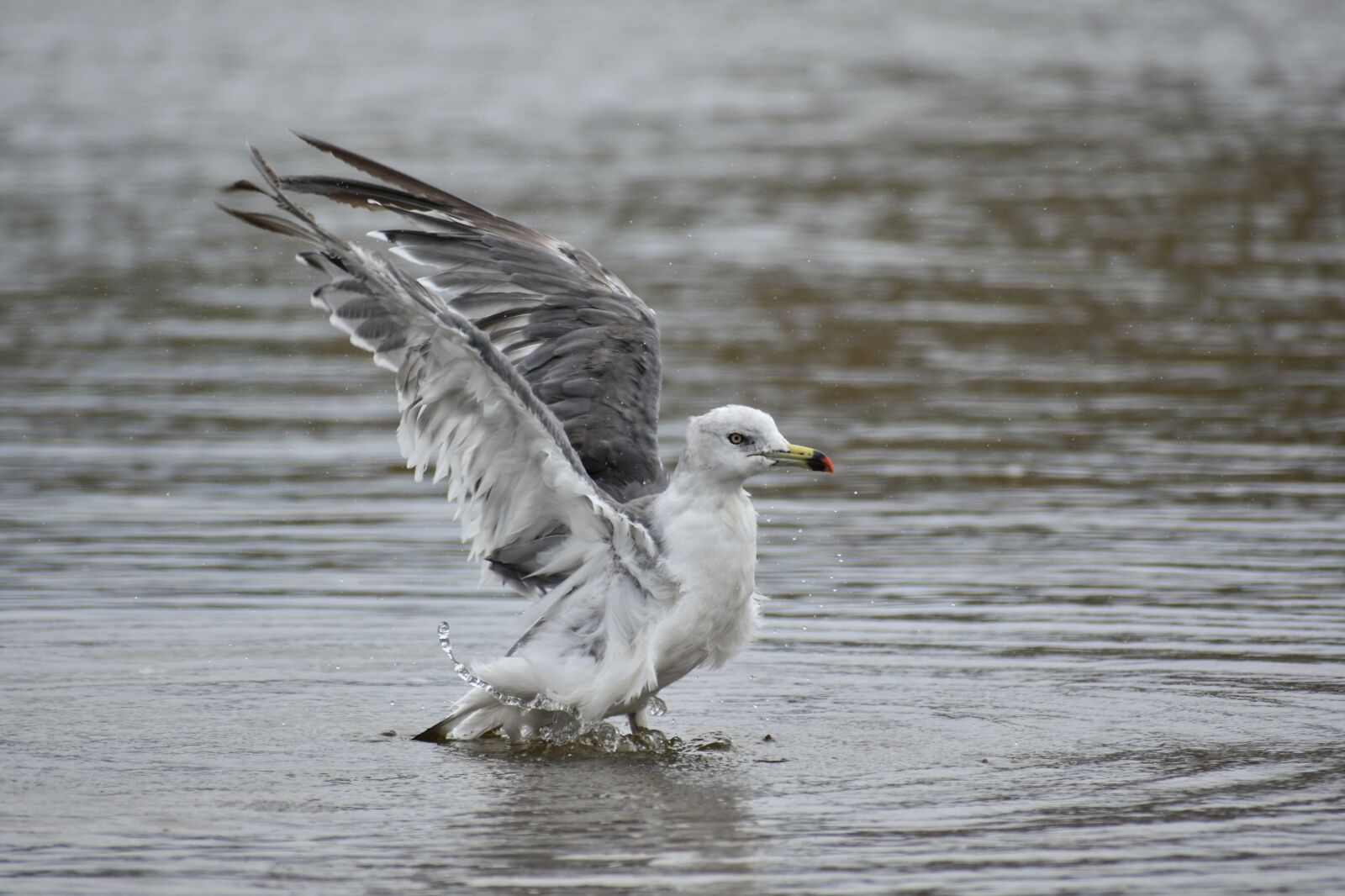 Nikon D7200 sample photo. Animal, sea, beach photography