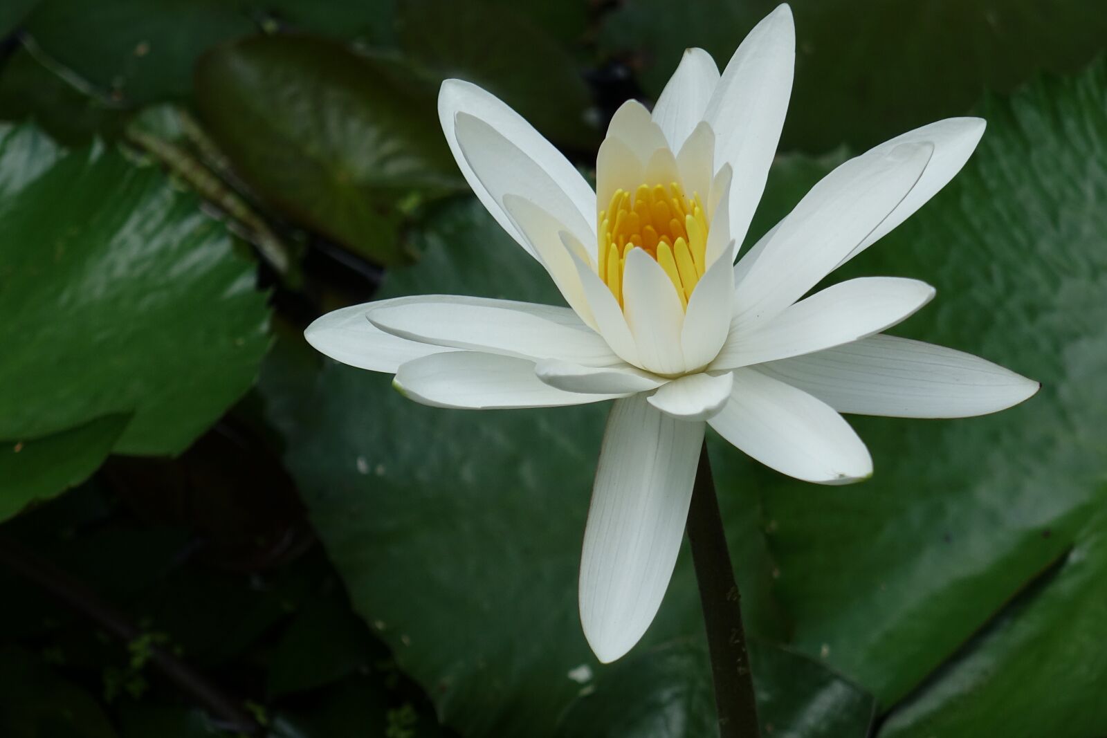 Sony Cyber-shot DSC-RX10 sample photo. Egypt white water lily photography