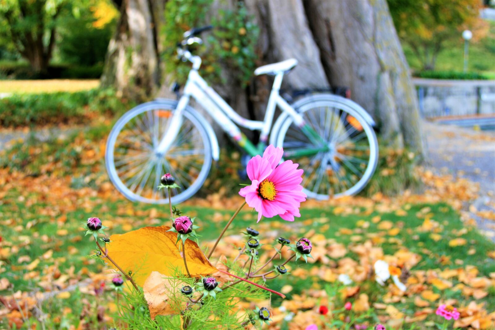 Canon EOS 400D (EOS Digital Rebel XTi / EOS Kiss Digital X) sample photo. Yellow leaves, autumn, collapse photography
