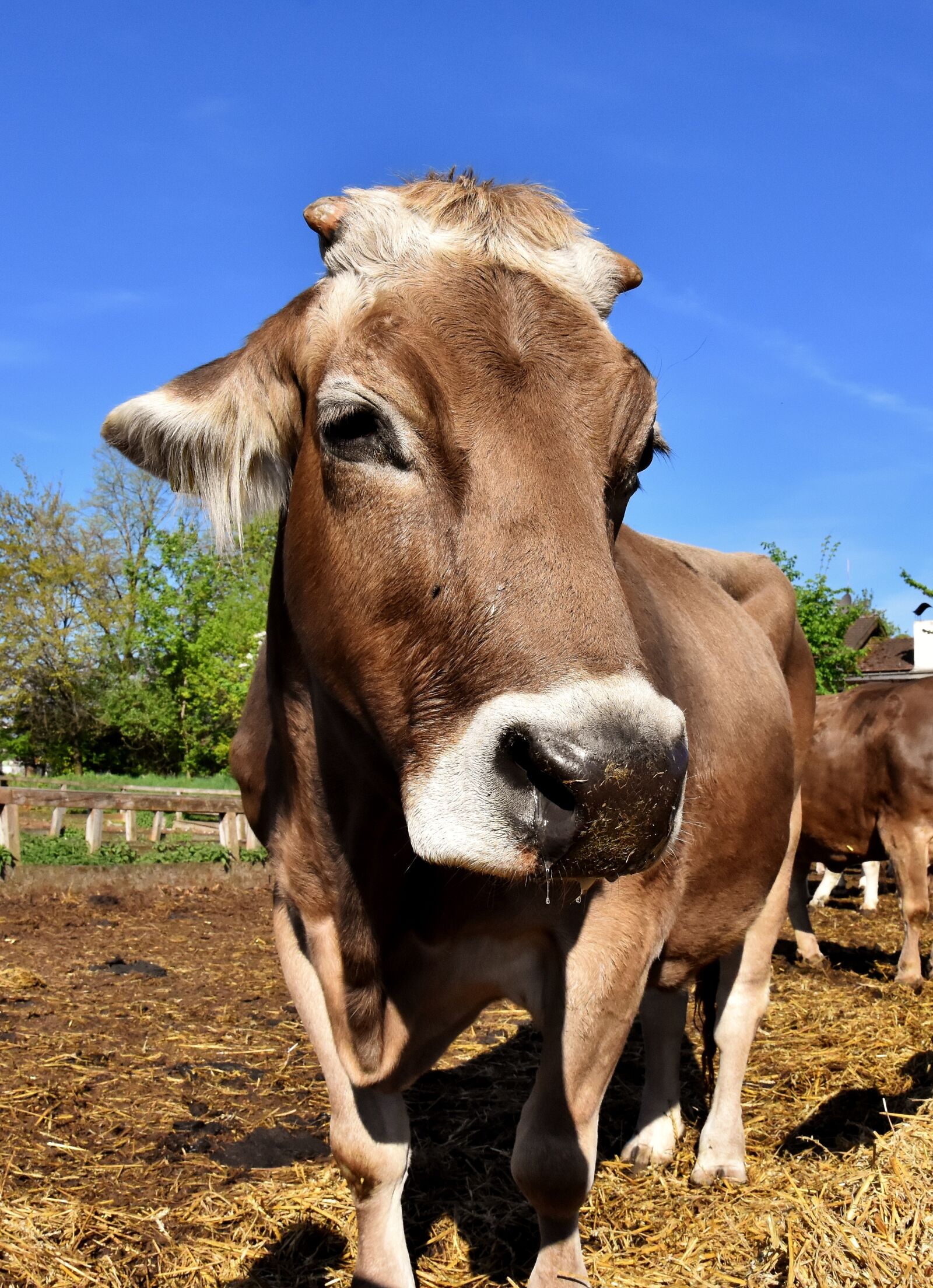 Nikon D7200 sample photo. Cow, beef, snout photography