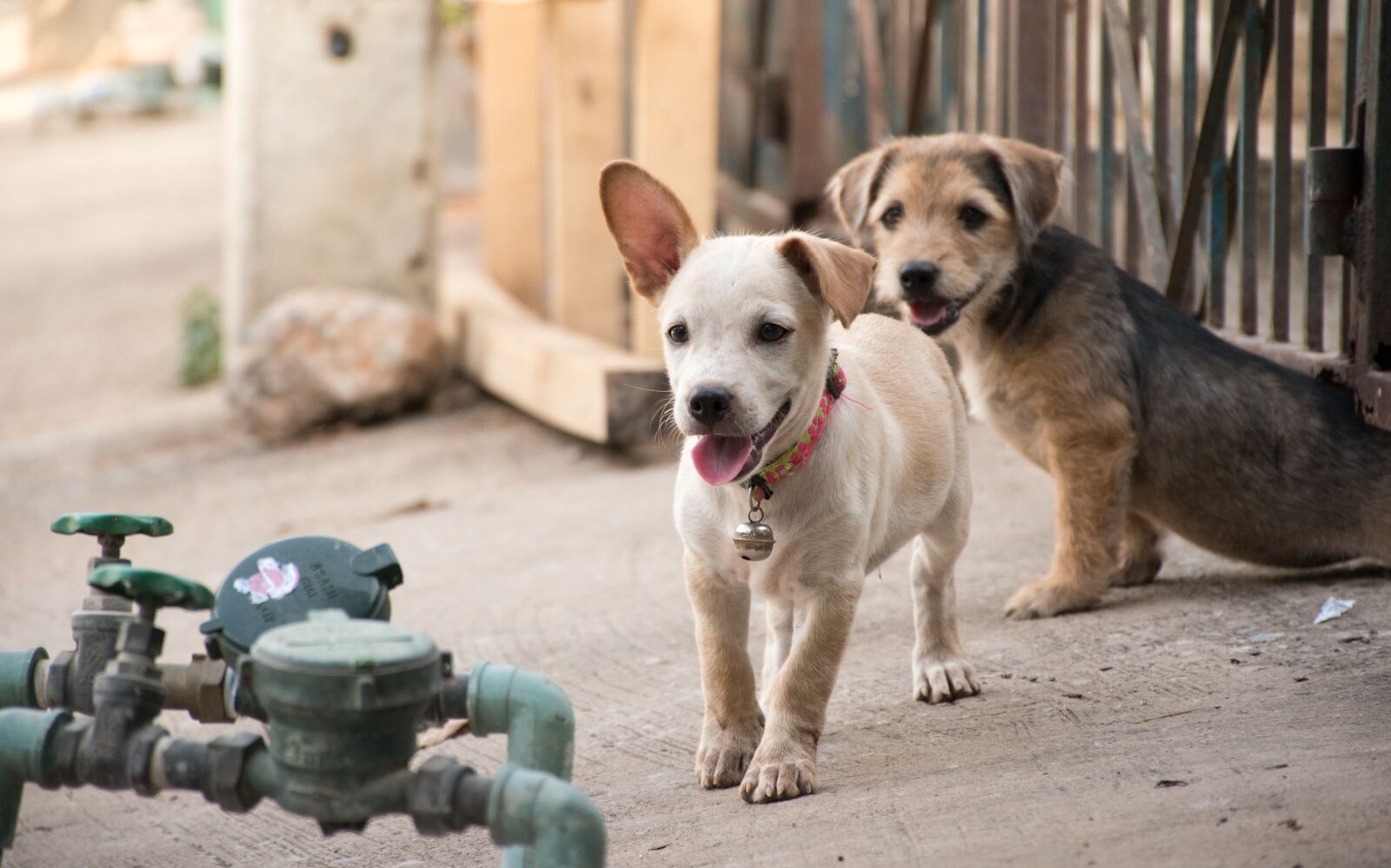 Nikon D5500 sample photo. Puppy, dog, bright photography
