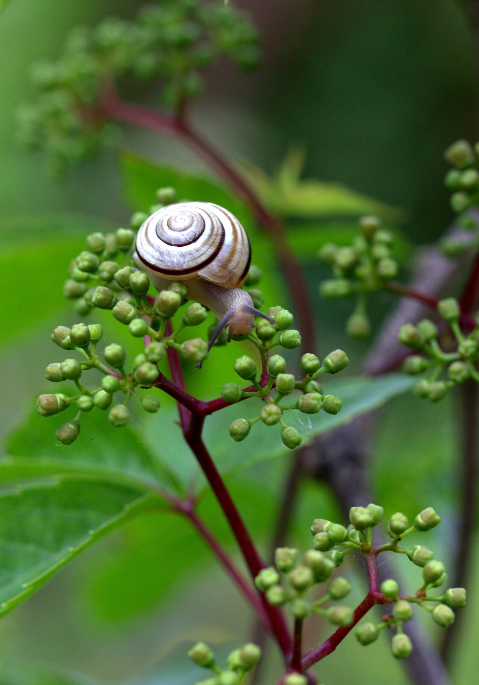 Canon EF-S 60mm F2.8 Macro USM sample photo. Snail, shell, horns photography