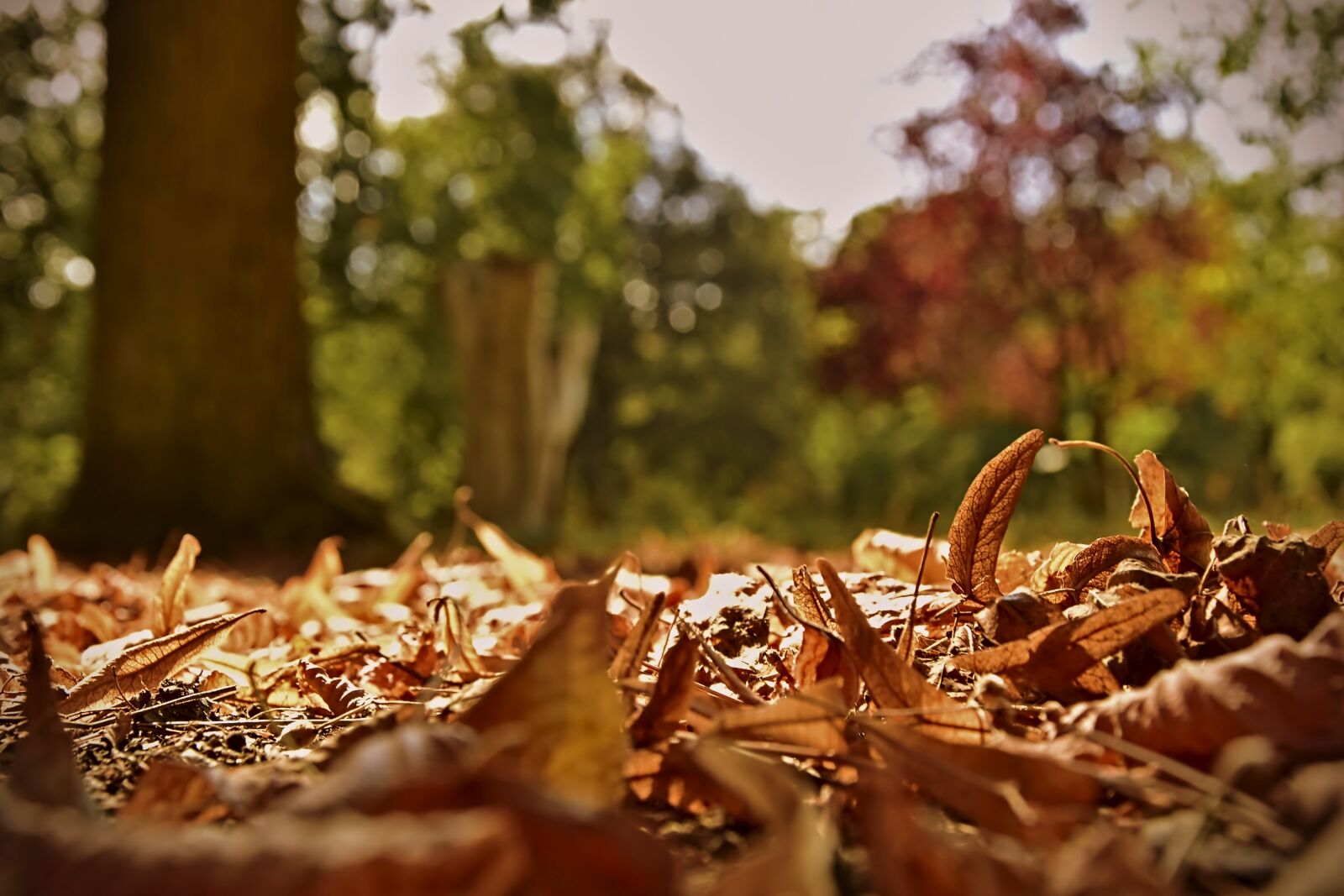 Nikon D5600 sample photo. Leaves, fall foliage, autumn photography