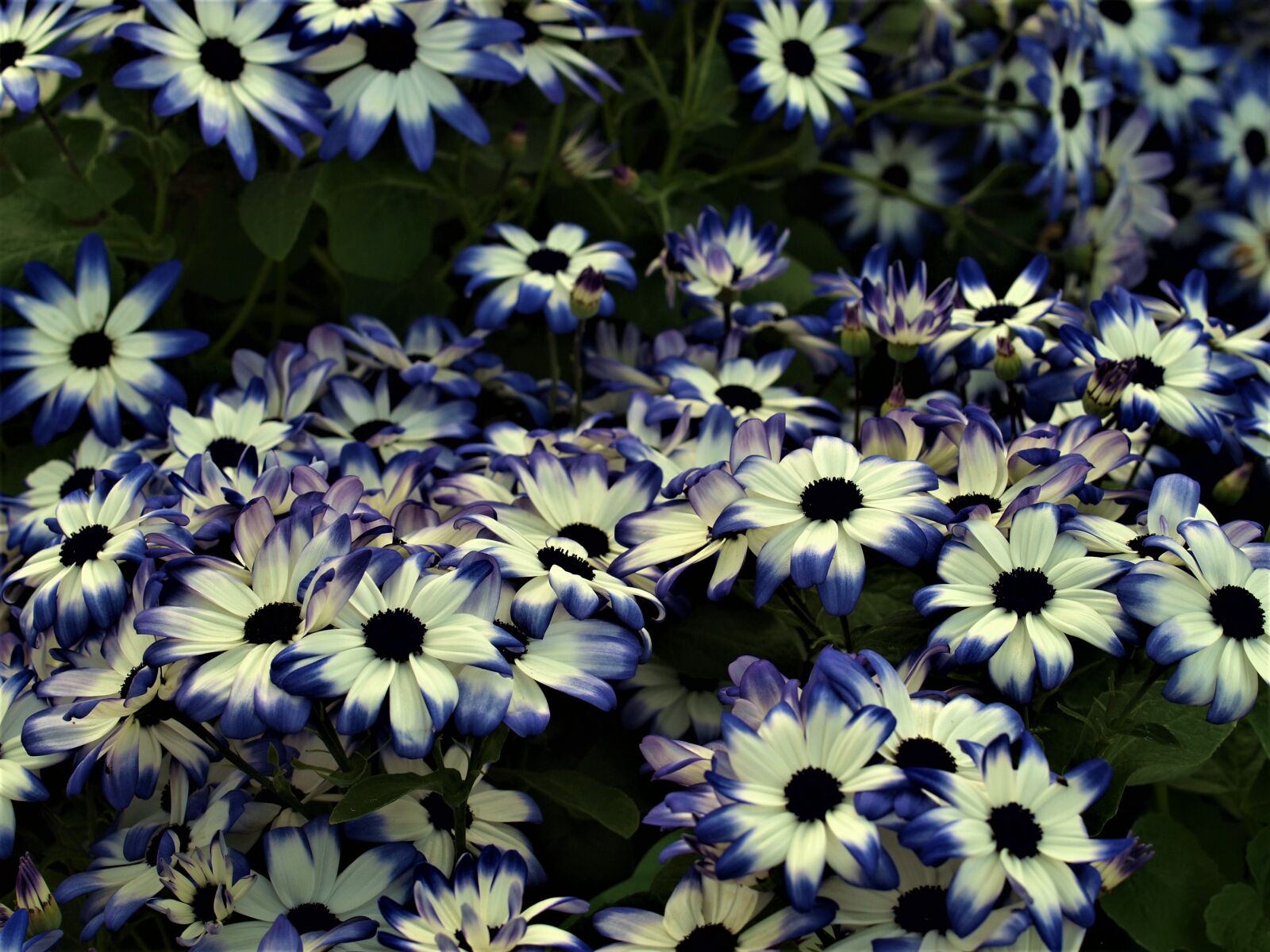 Olympus E-520 (EVOLT E-520) sample photo. Flower, floral, flora photography