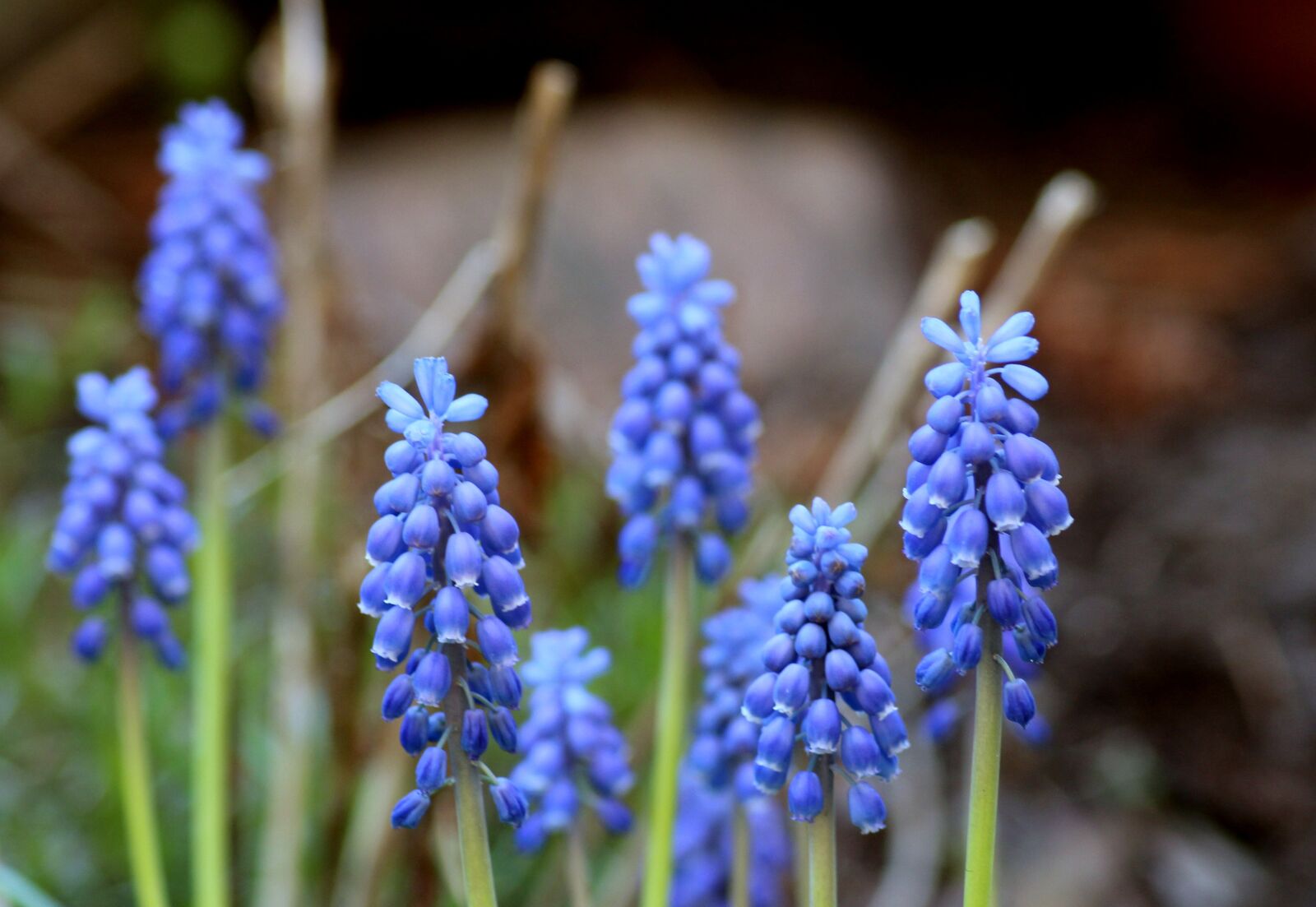 Canon EOS 1200D (EOS Rebel T5 / EOS Kiss X70 / EOS Hi) sample photo. Grape hyacinths, spring flowers photography