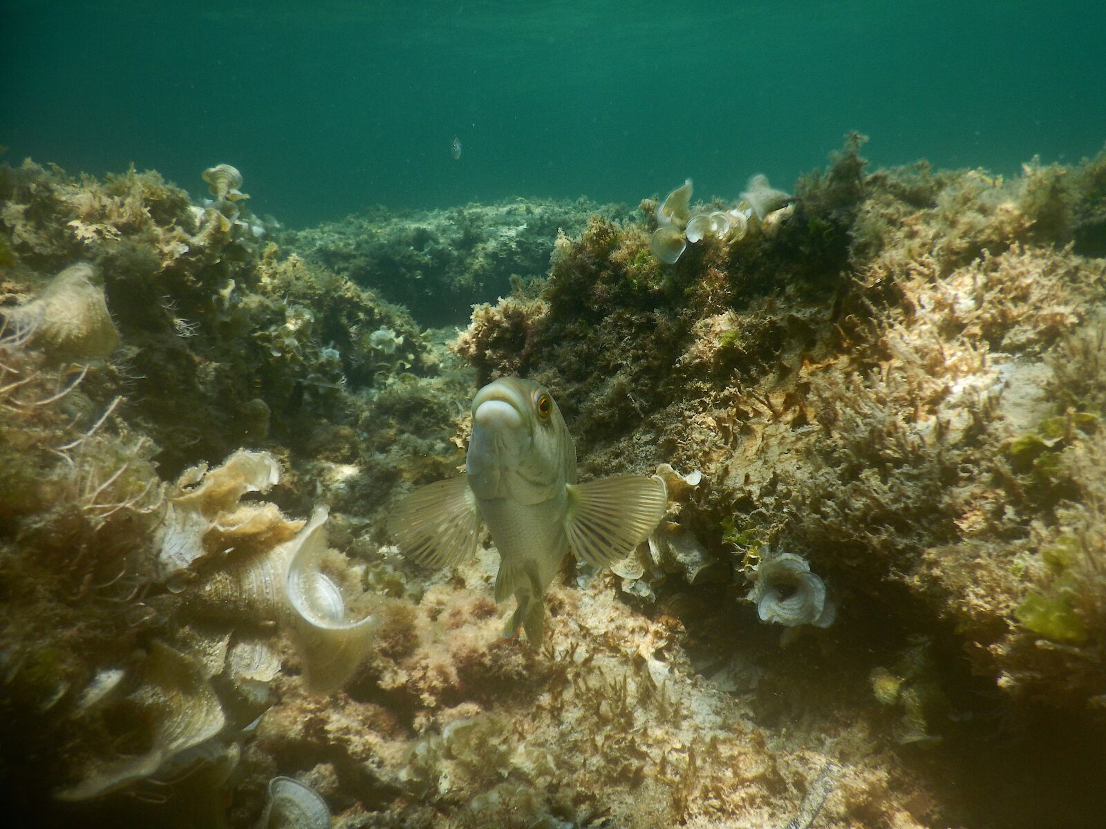 Nikon Coolpix AW130 sample photo. Sea, fish, diving photography