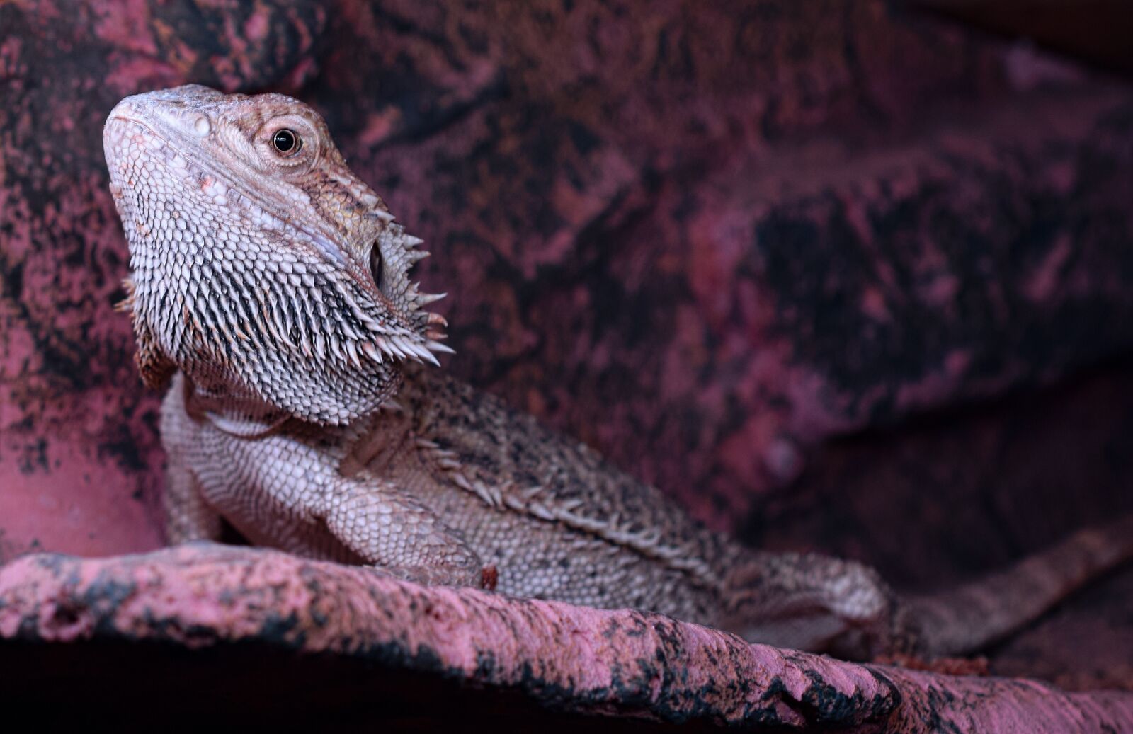 Nikon D5300 sample photo. Bearded dragon, spur, head photography