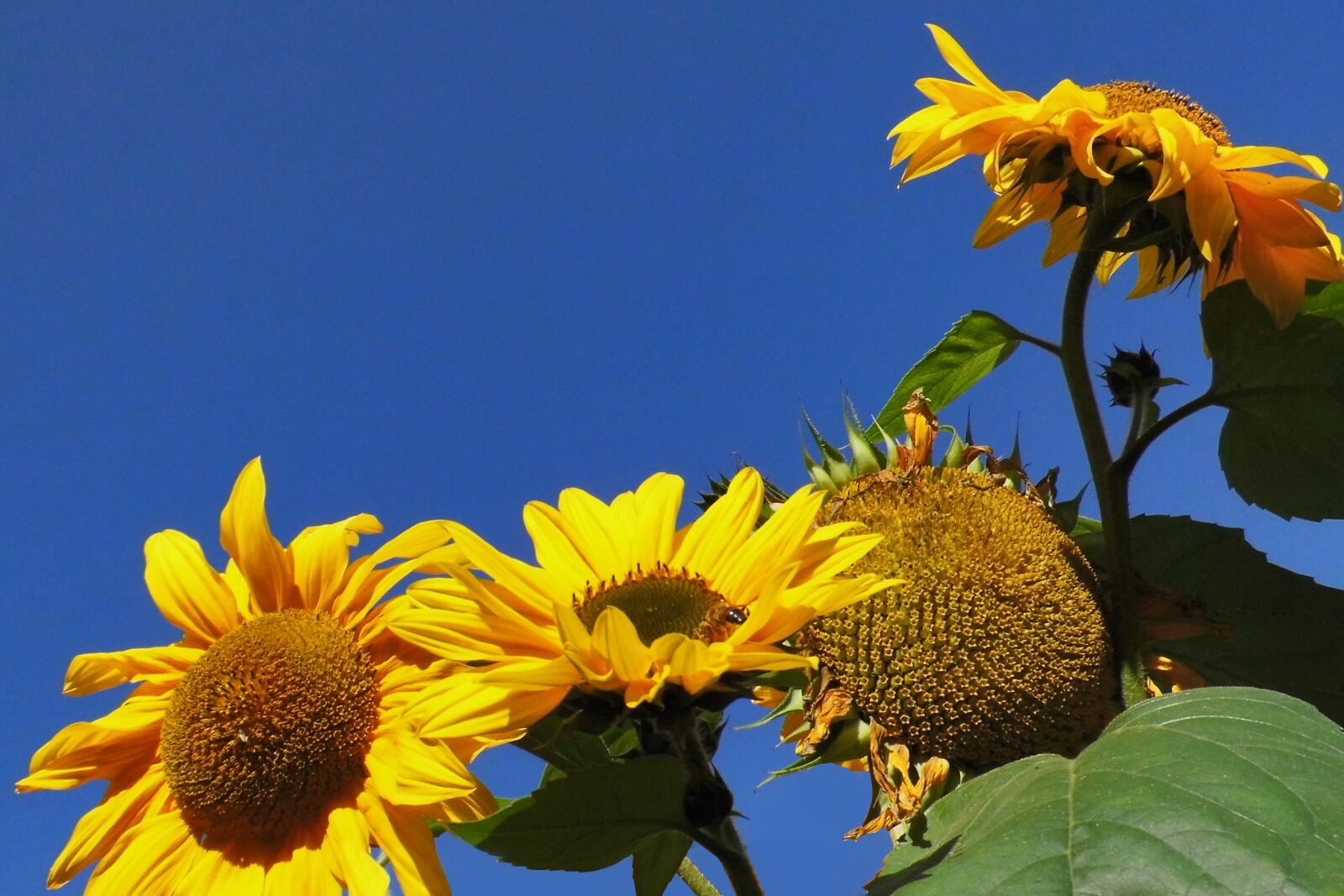MEDION MD86929 sample photo. Sunflower, yellow, close up photography