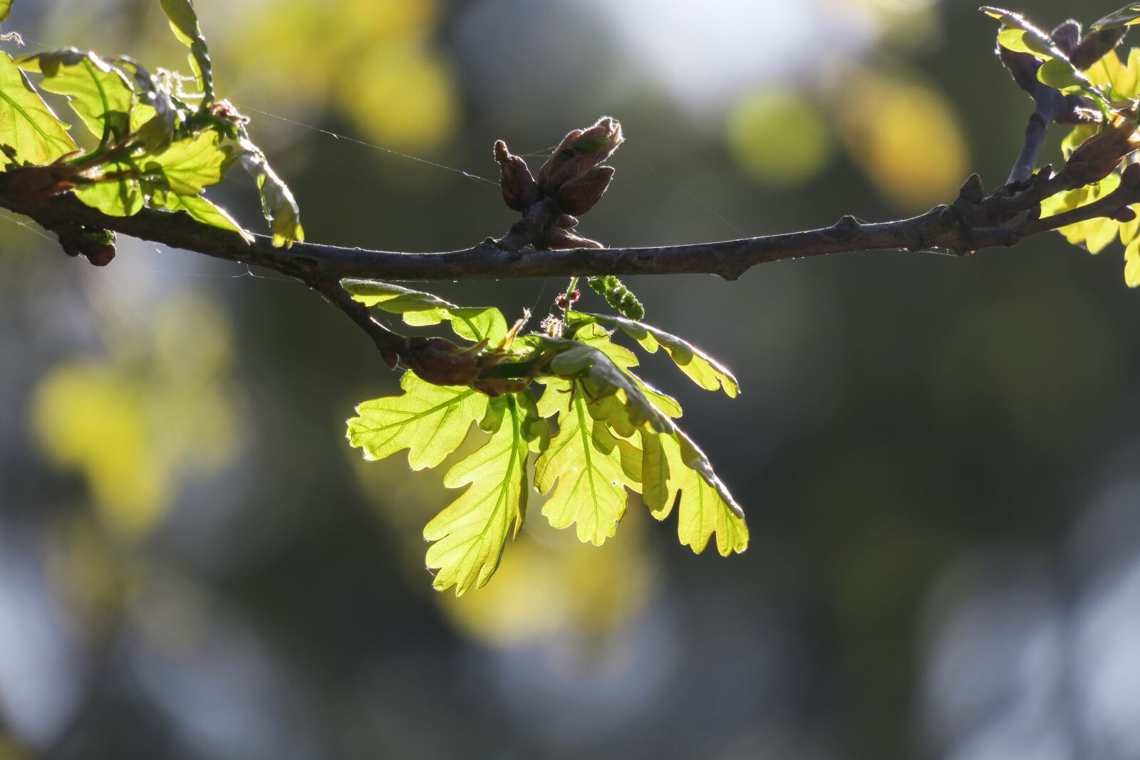 Canon PowerShot G3 X sample photo. Oak, oak leaf, leaves photography
