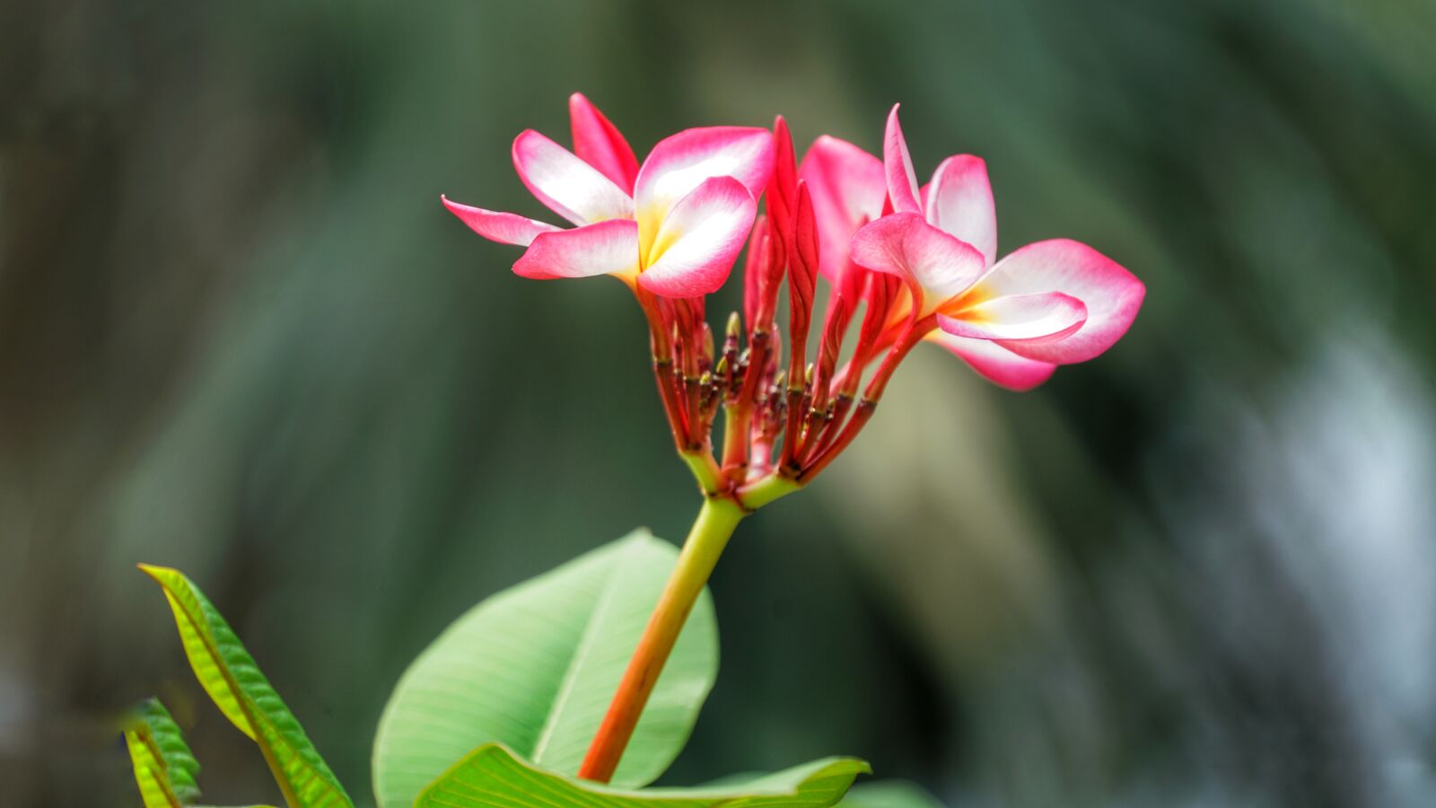 Sony FE 70-300mm F4.5-5.6 G OSS sample photo. Plumeria, flower, rubra photography