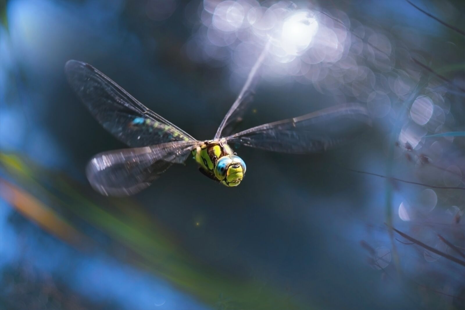 Nikon D750 sample photo. Macro, dragonfly, nature photography
