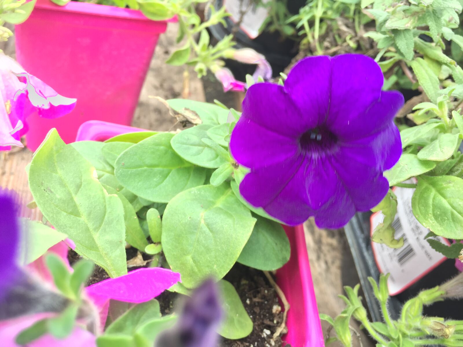 iPhone 6 back camera 4.15mm f/2.2 sample photo