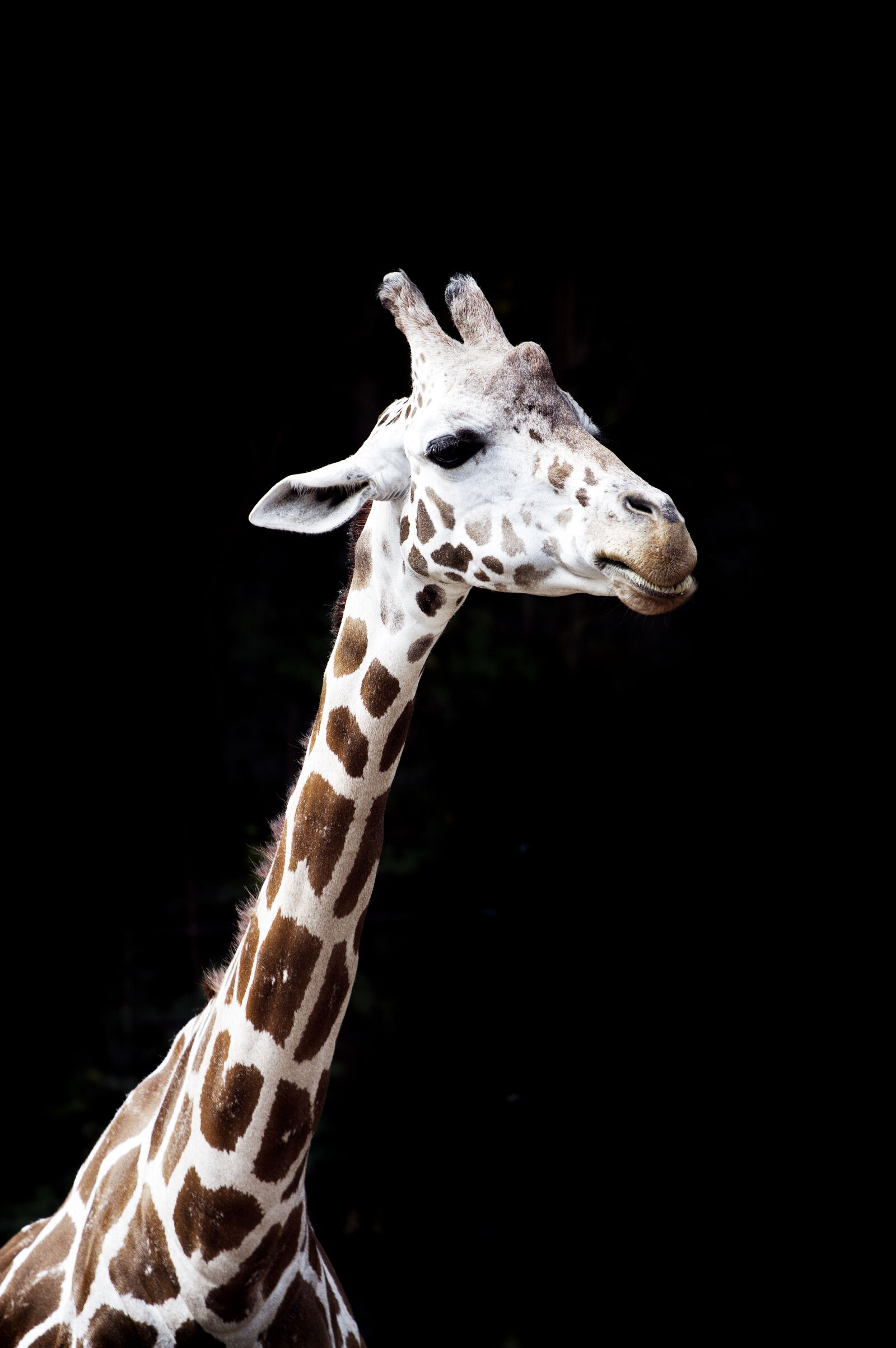 Canon EF 70-200mm F4L USM sample photo. Close, up, of, animal photography