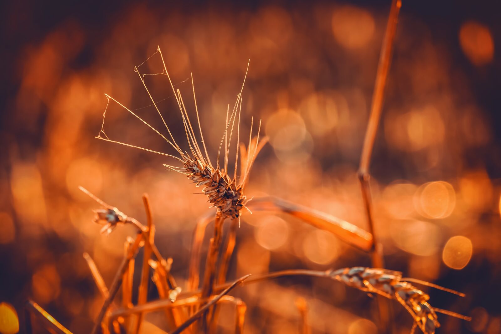 Fujifilm XF 55-200mm F3.5-4.8 R LM OIS sample photo. Wheat, durum wheat, triticum photography