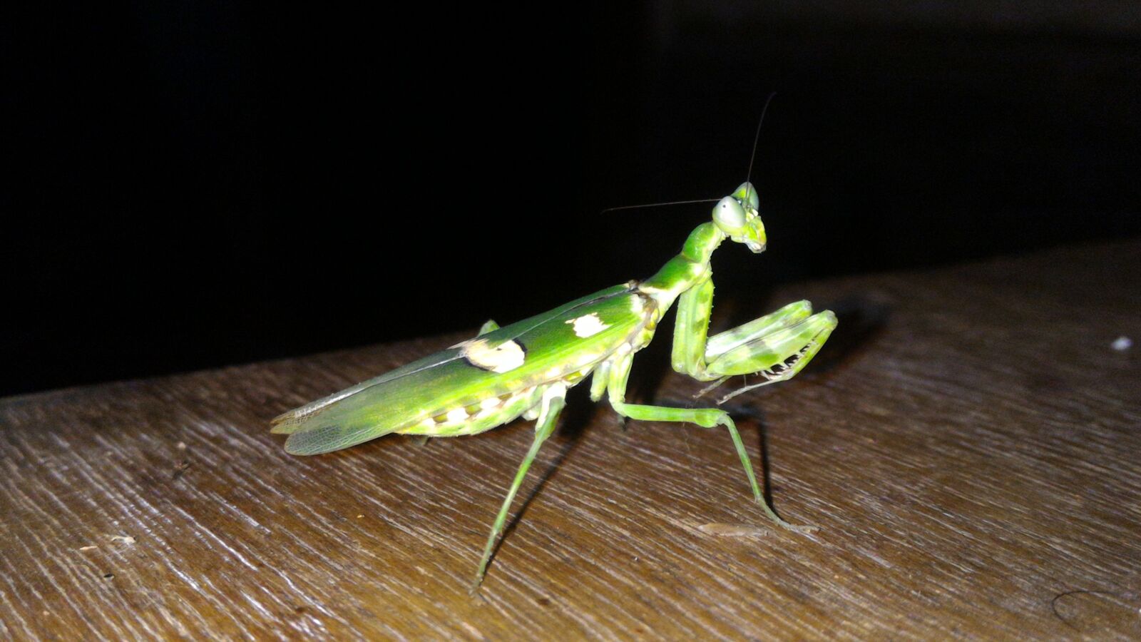 ASUS Z00AD sample photo. Caelifera, പുൽച്ചാടി, insect photography