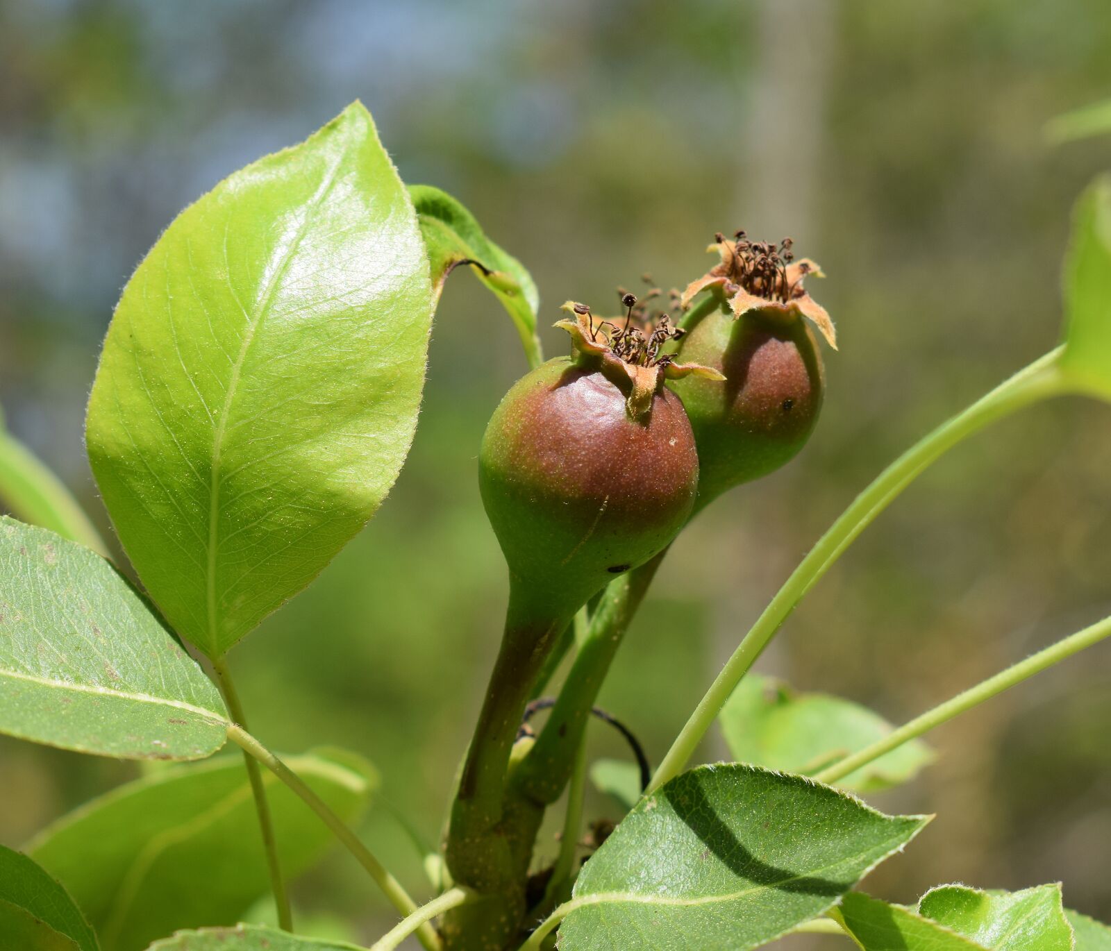 Nikon D3300 sample photo. New plum fruits, plum photography