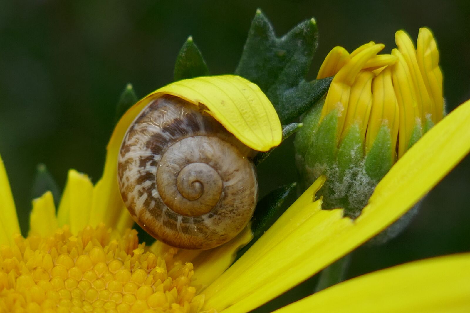 Panasonic Lumix DMC-ZS100 (Lumix DMC-TZ100) sample photo. Snail, garden, shell photography