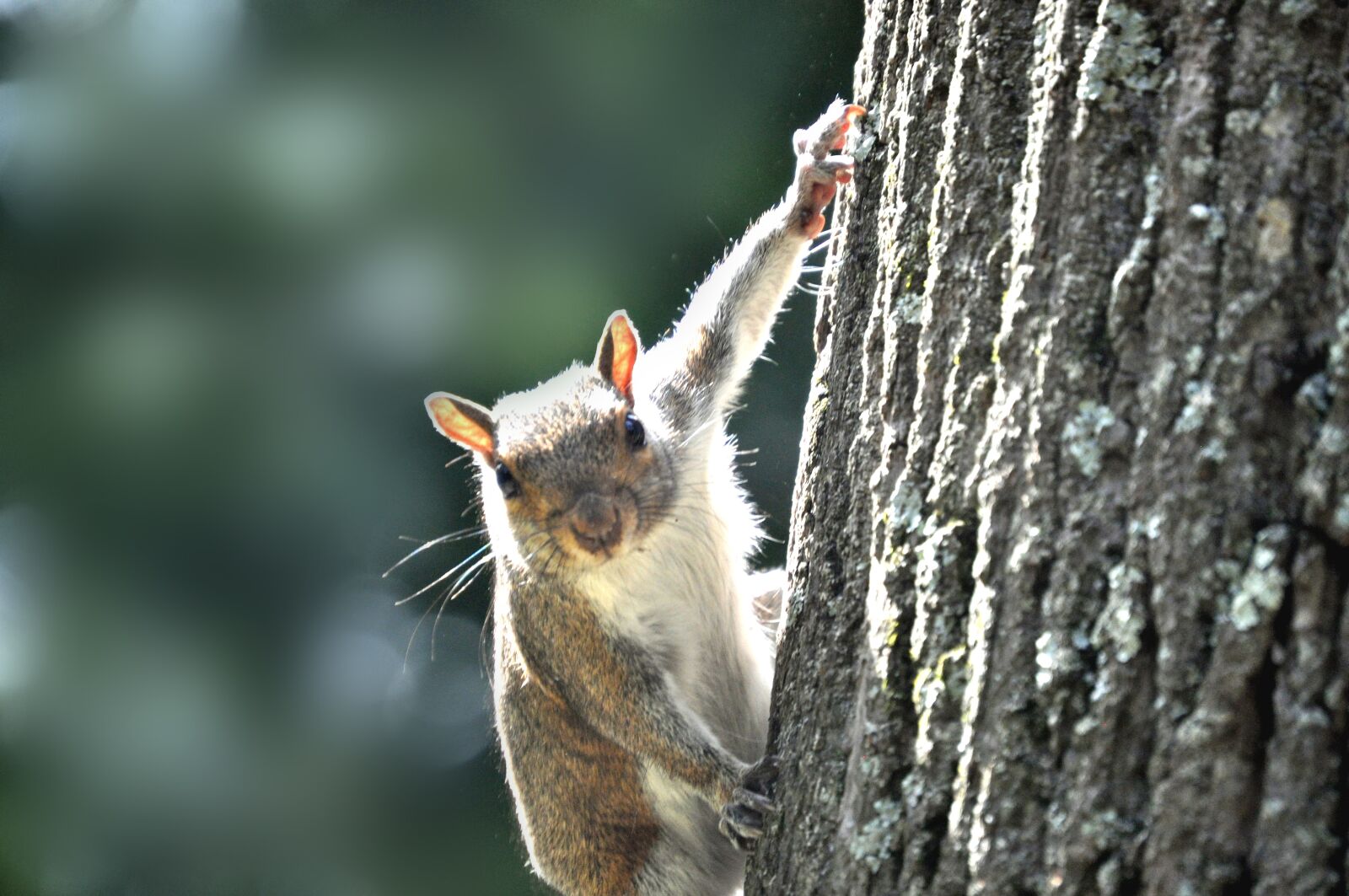 Nikon D5000 sample photo. Squirrel, park, urban photography