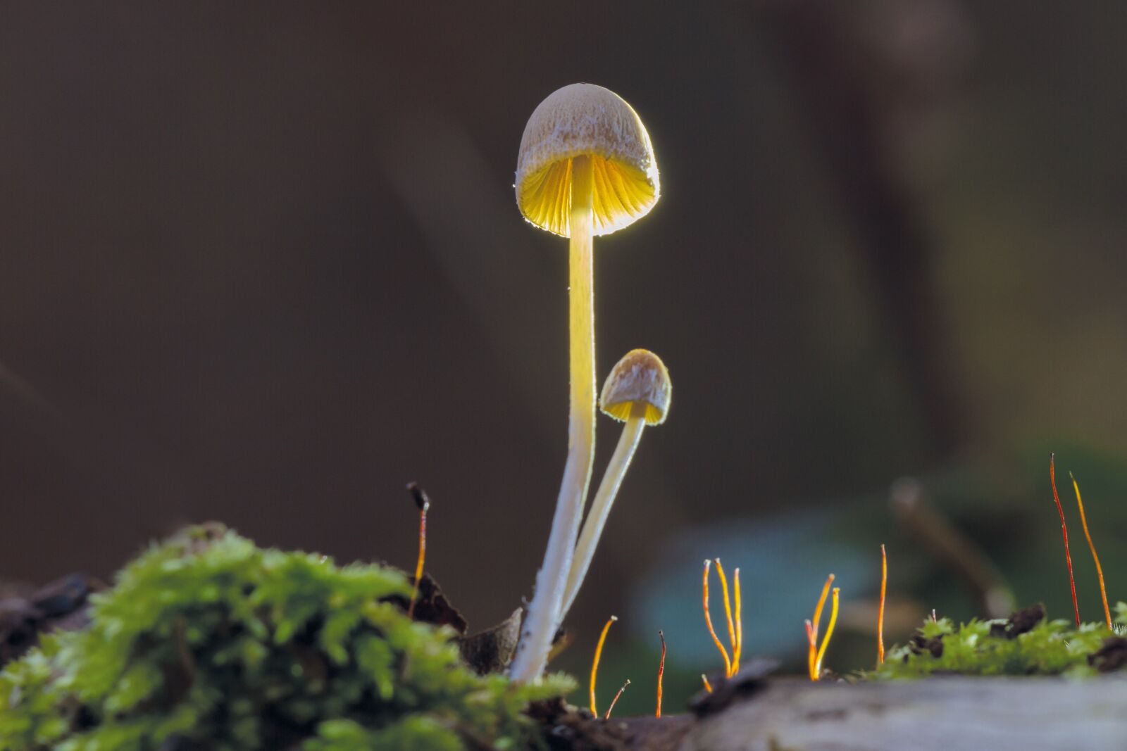 Canon EOS 7D sample photo. Mushroom, autumn, nature photography