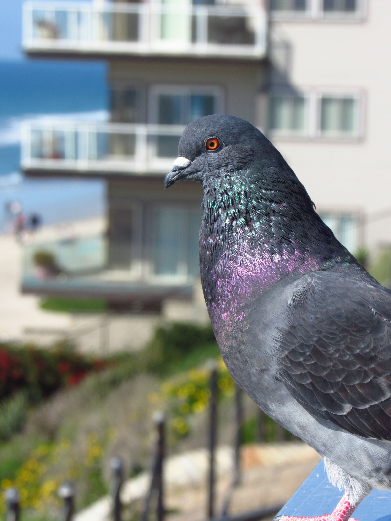 Canon PowerShot SX530 HS sample photo. Carlsbad, sandiego, beach photography