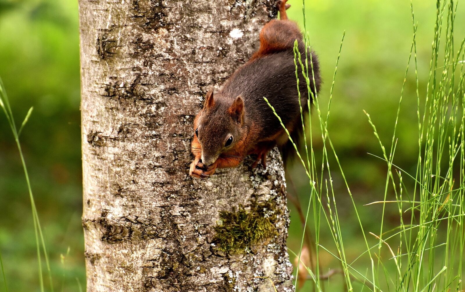 Nikon D7200 sample photo. Squirrel, nager, cute photography