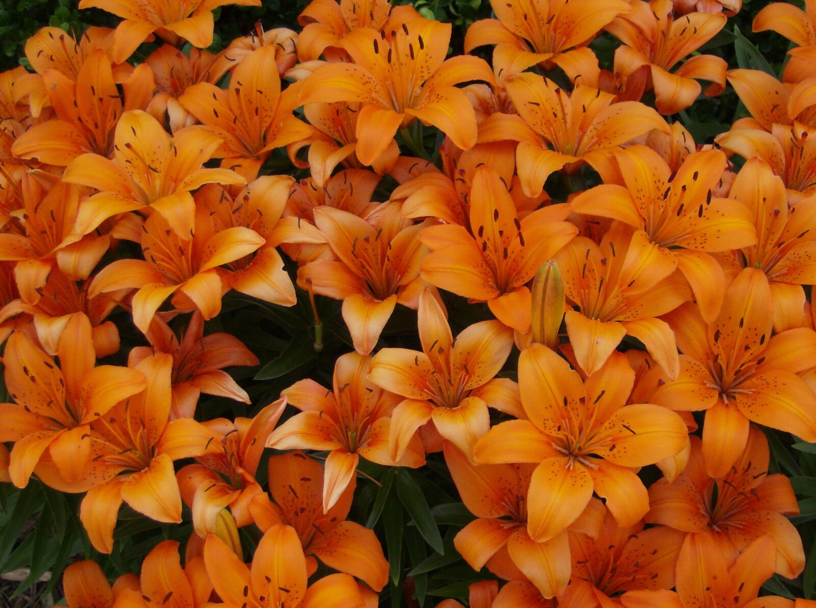 HP Photosmart M425 sample photo. Orange lily, tiger lily photography