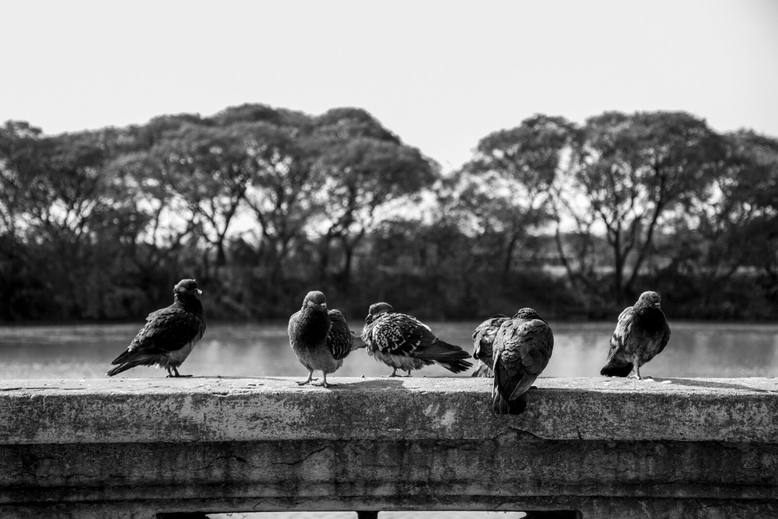 Nikon D7200 sample photo. Black, bird, peace photography