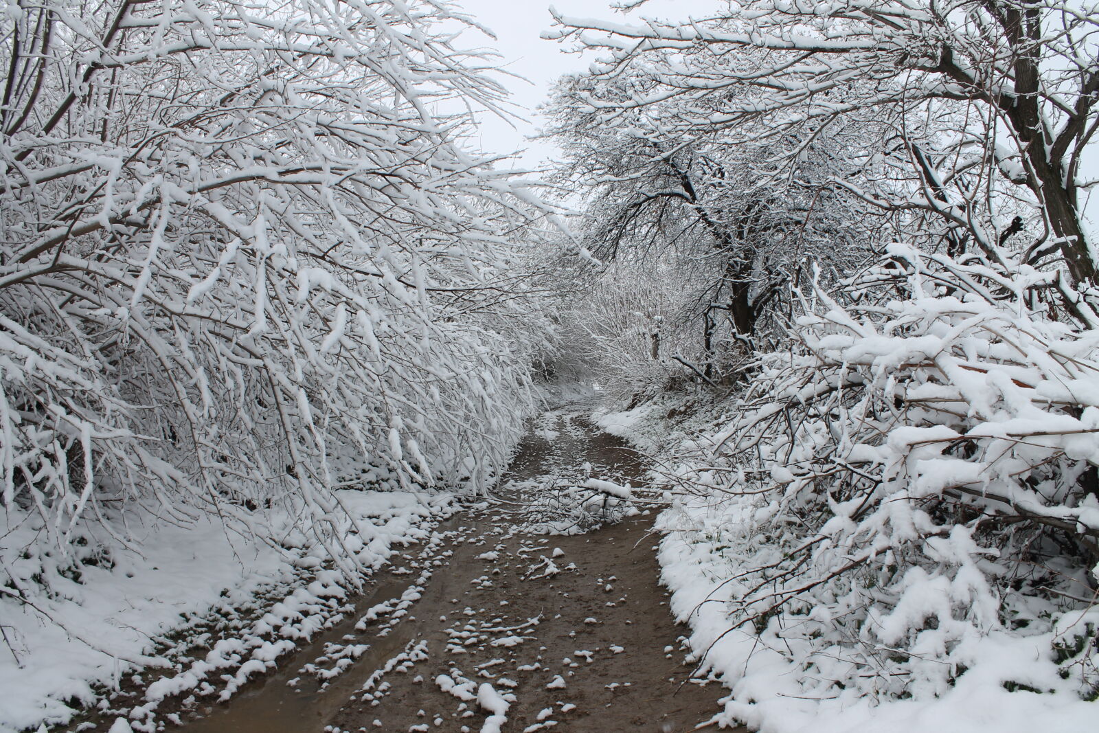 Canon EOS 1100D (EOS Rebel T3 / EOS Kiss X50) sample photo. Snow, day, snow, scene photography
