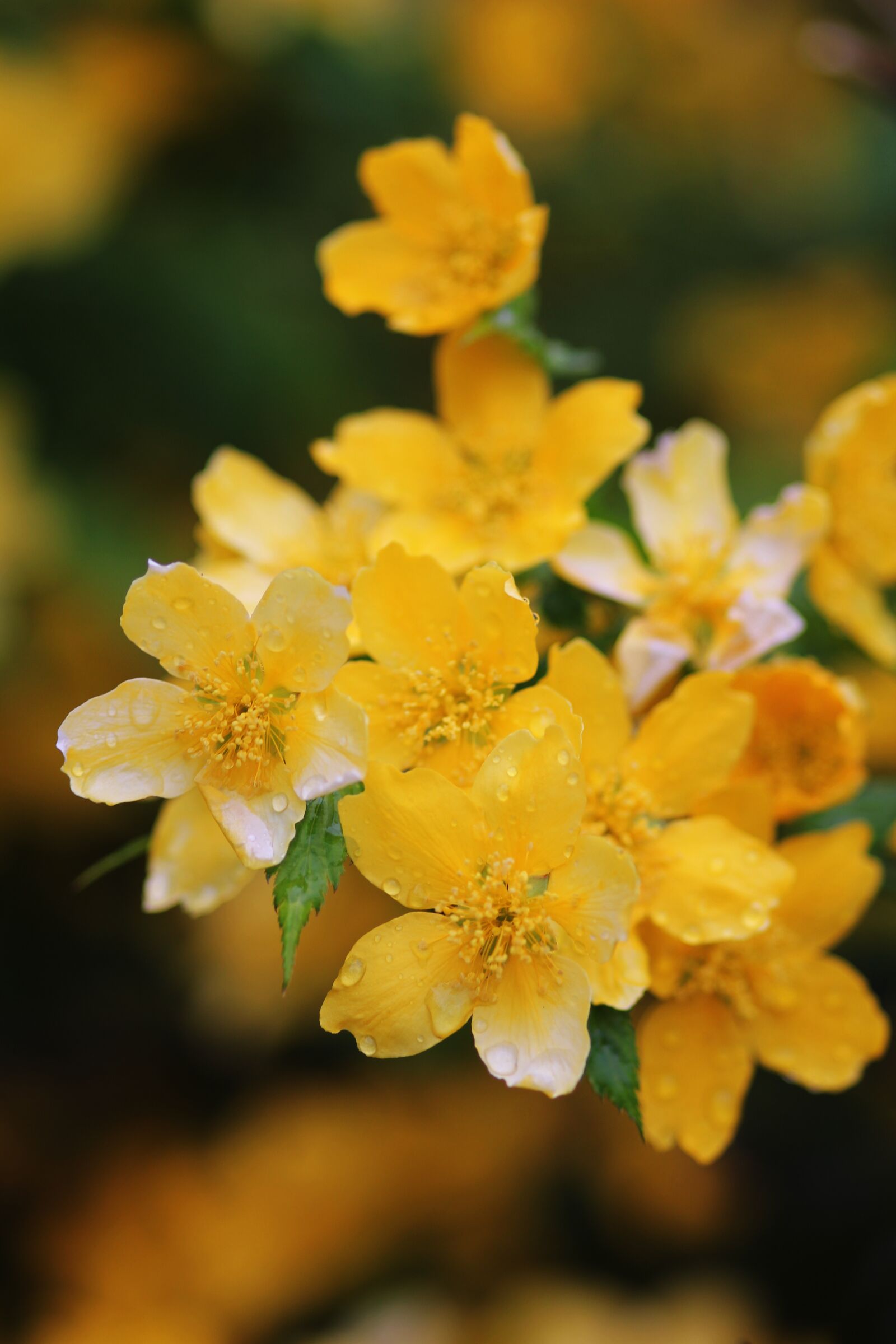 Canon EOS 550D (EOS Rebel T2i / EOS Kiss X4) sample photo. Flowers, yellow, nature photography