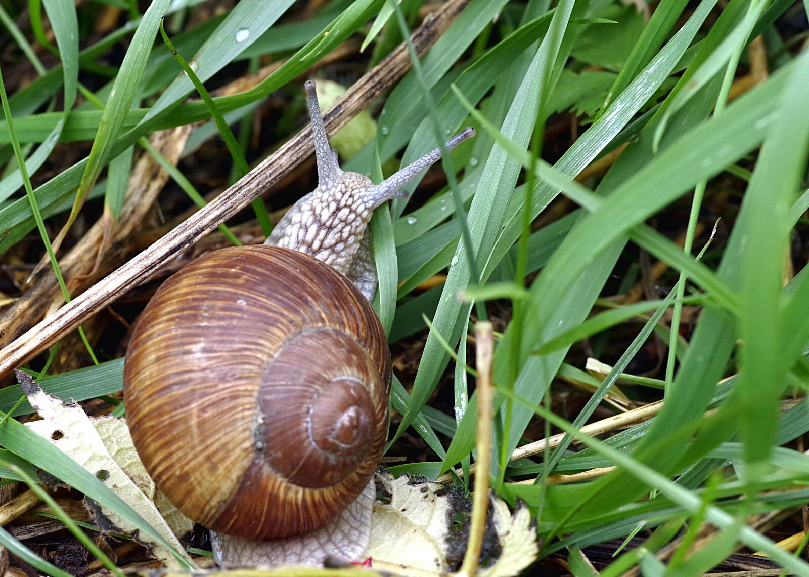 Pentax K-S2 sample photo. Snail, winniczek, a delicacy photography
