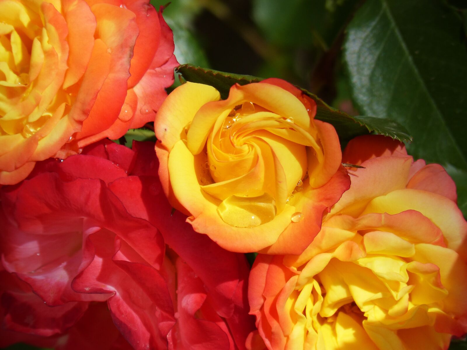 Panasonic DMC-FZ62 sample photo. Roses, pink yellow, flowers photography