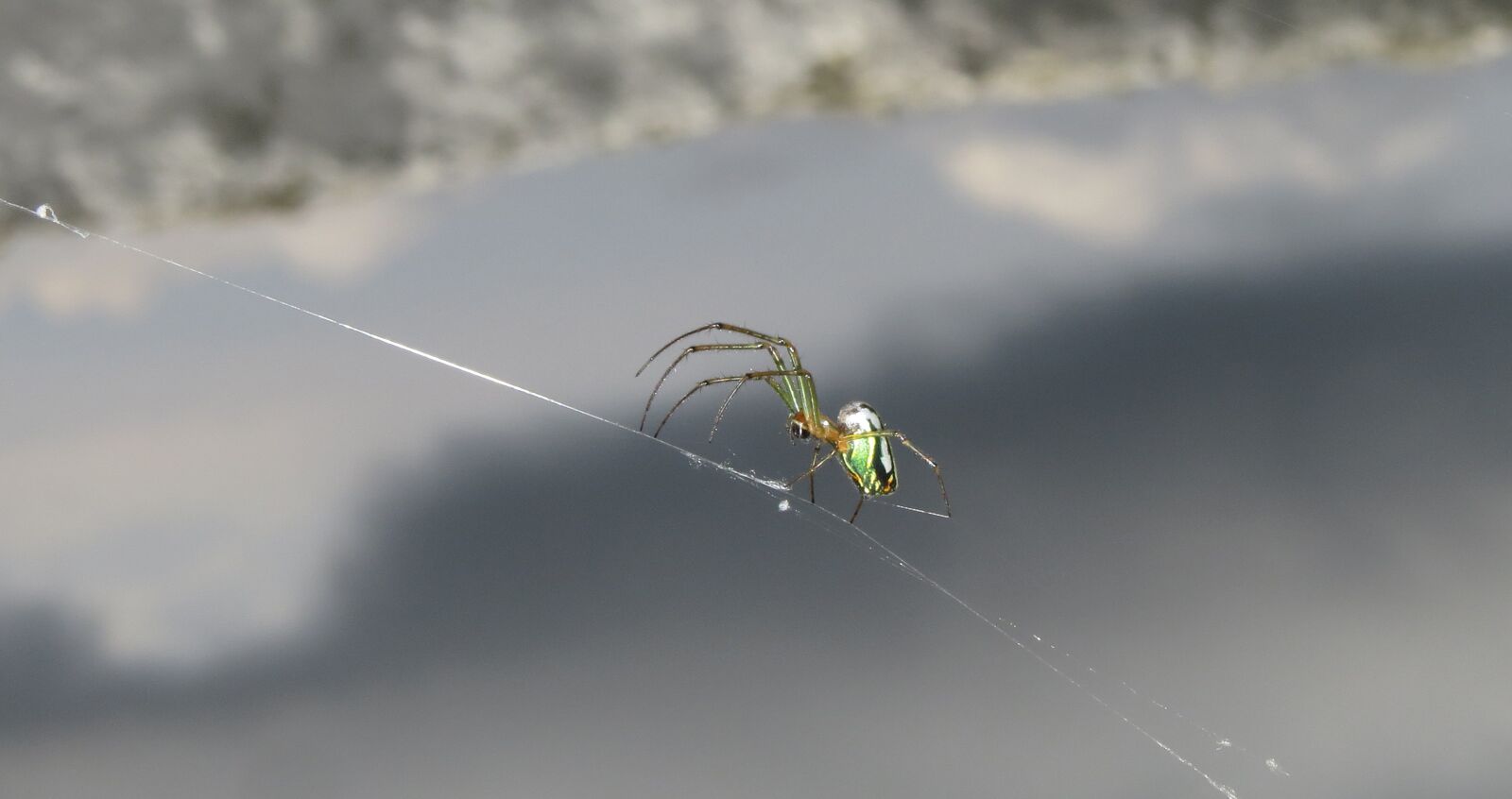 Canon PowerShot SX50 HS sample photo. Nature, insect, spider photography