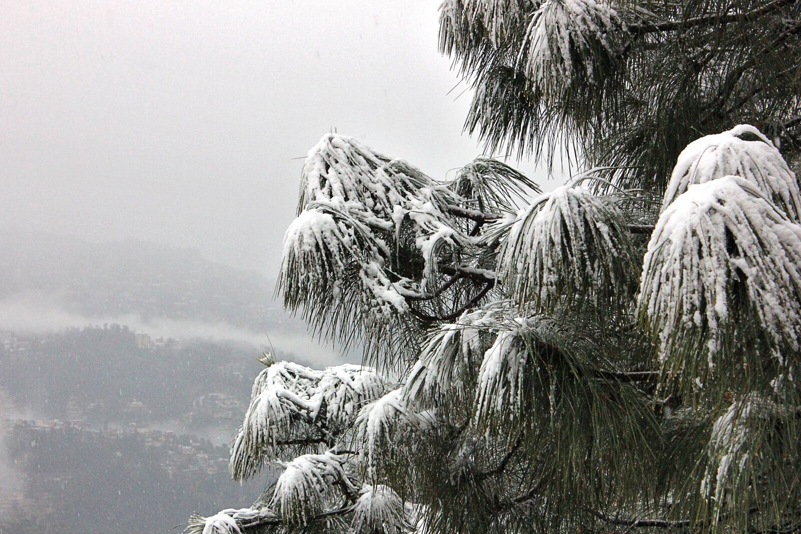 Canon EOS 600D (Rebel EOS T3i / EOS Kiss X5) sample photo. Snow, tree, shimla photography