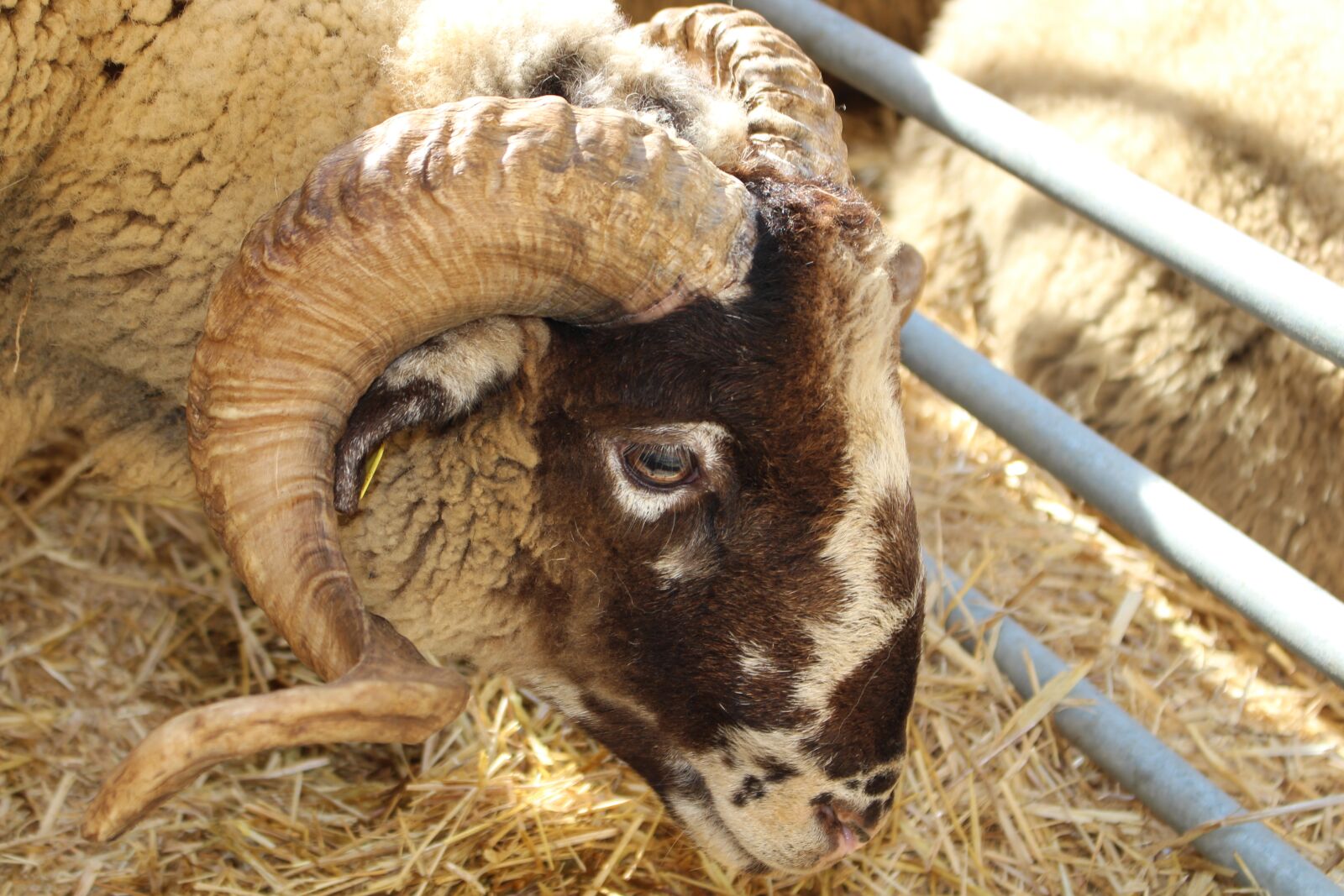 Canon EOS 700D (EOS Rebel T5i / EOS Kiss X7i) sample photo. Goat, horns, animals photography