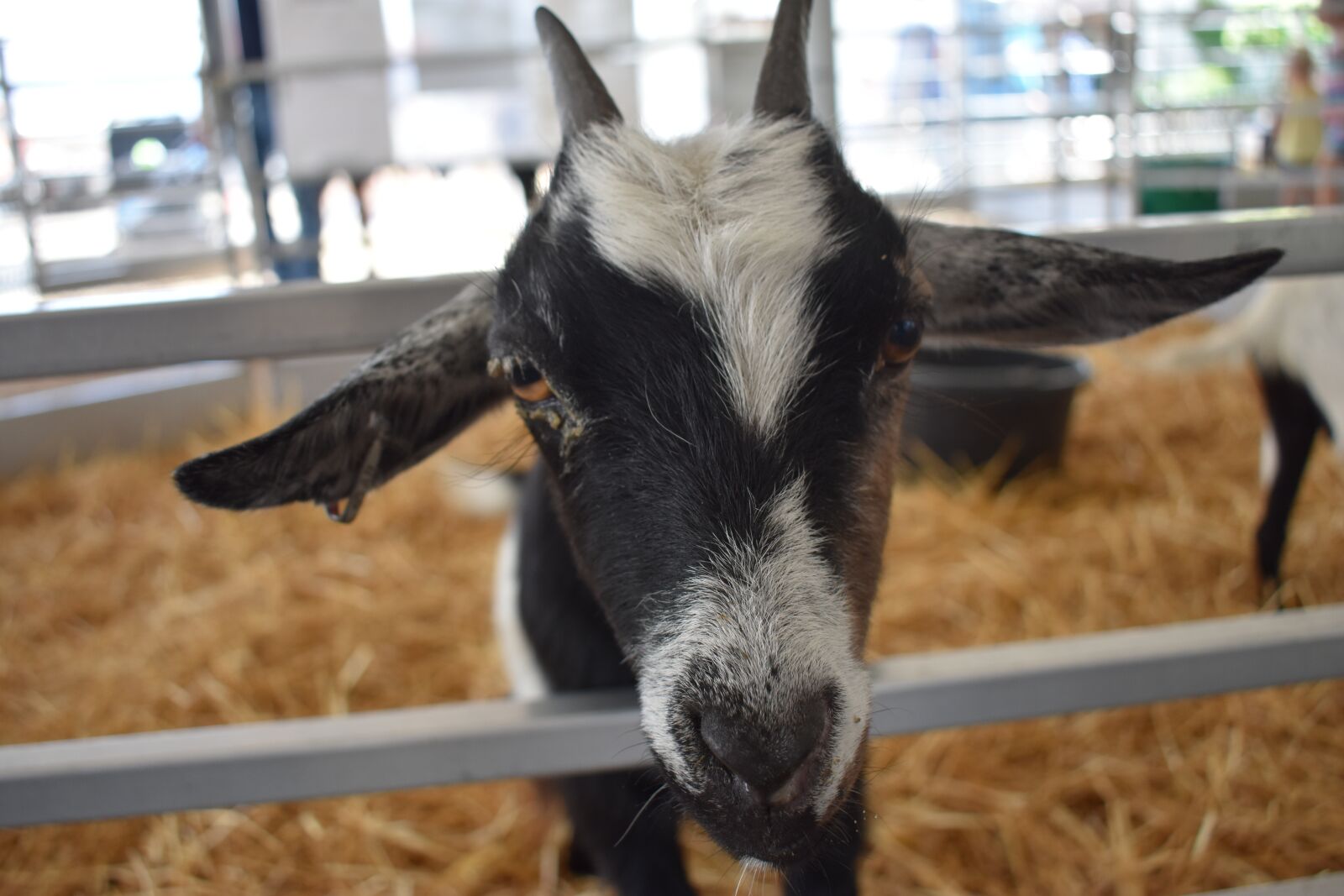 Nikon D3400 sample photo. Goat, horns, farm photography