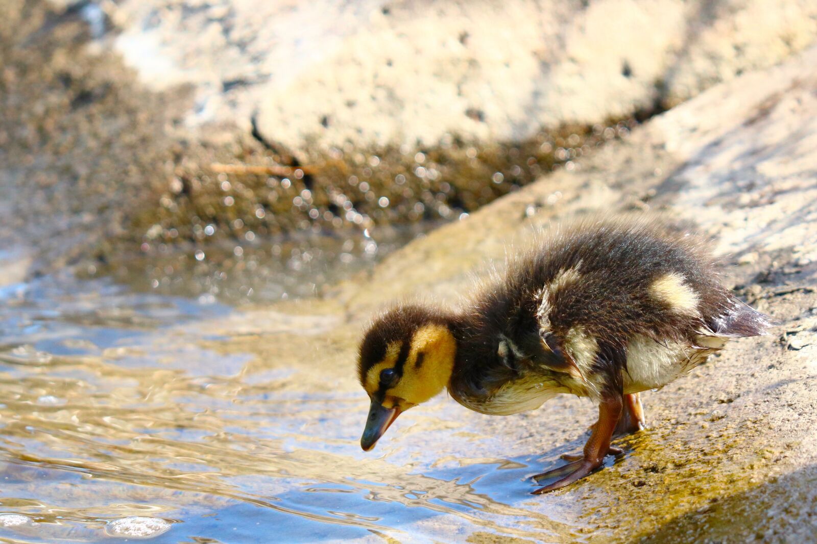 Canon EF 70-300 F4-5.6 IS II USM sample photo. Duck, cub, pond photography