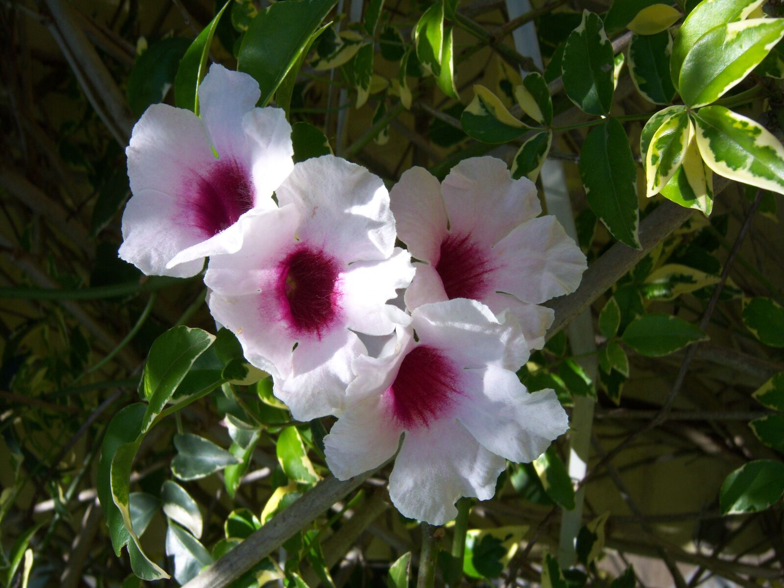 Kodak EASYSHARE V1003 ZOOM DIGITAL CAMERA sample photo. Flower, white, fuchsia photography