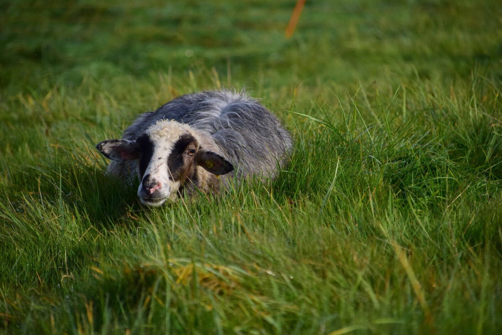 Nikon D3300 sample photo. Grass, sheep, animal, field photography