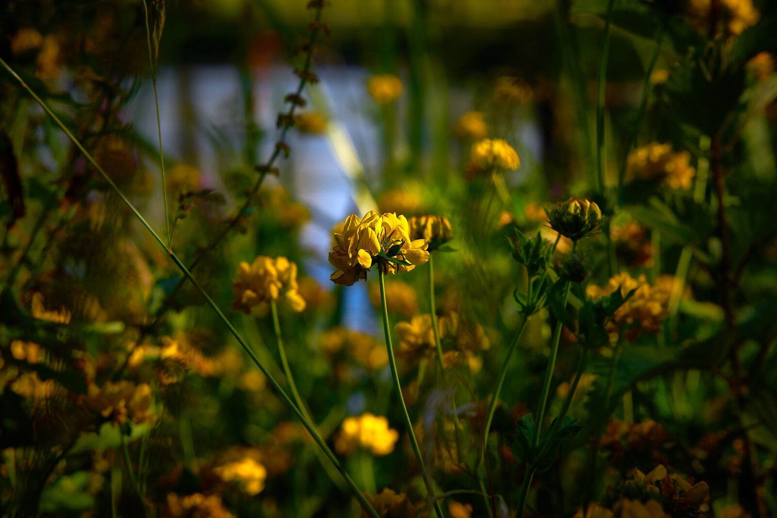 Sony a7R II + Tamron 28-75mm F2.8 Di III RXD sample photo. Flowers, lake, nature photography