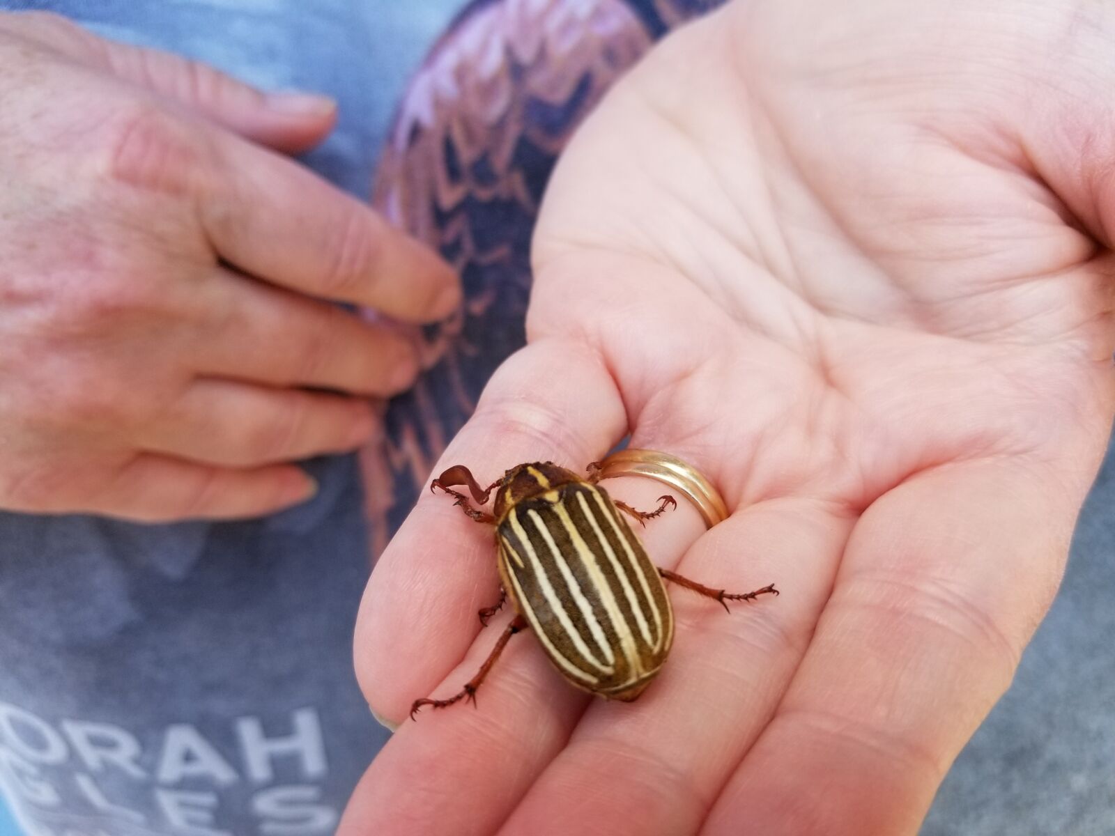 Samsung Galaxy S8 sample photo. Insect, bug, beetle photography