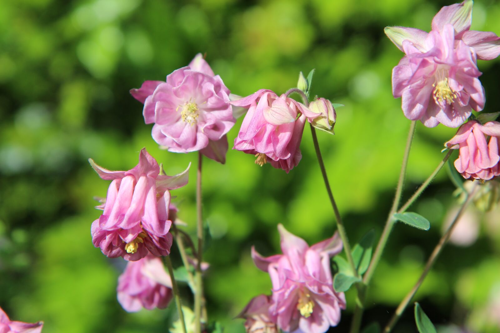 Canon EOS 600D (Rebel EOS T3i / EOS Kiss X5) sample photo. Ancolie pink, columbine, flowering photography