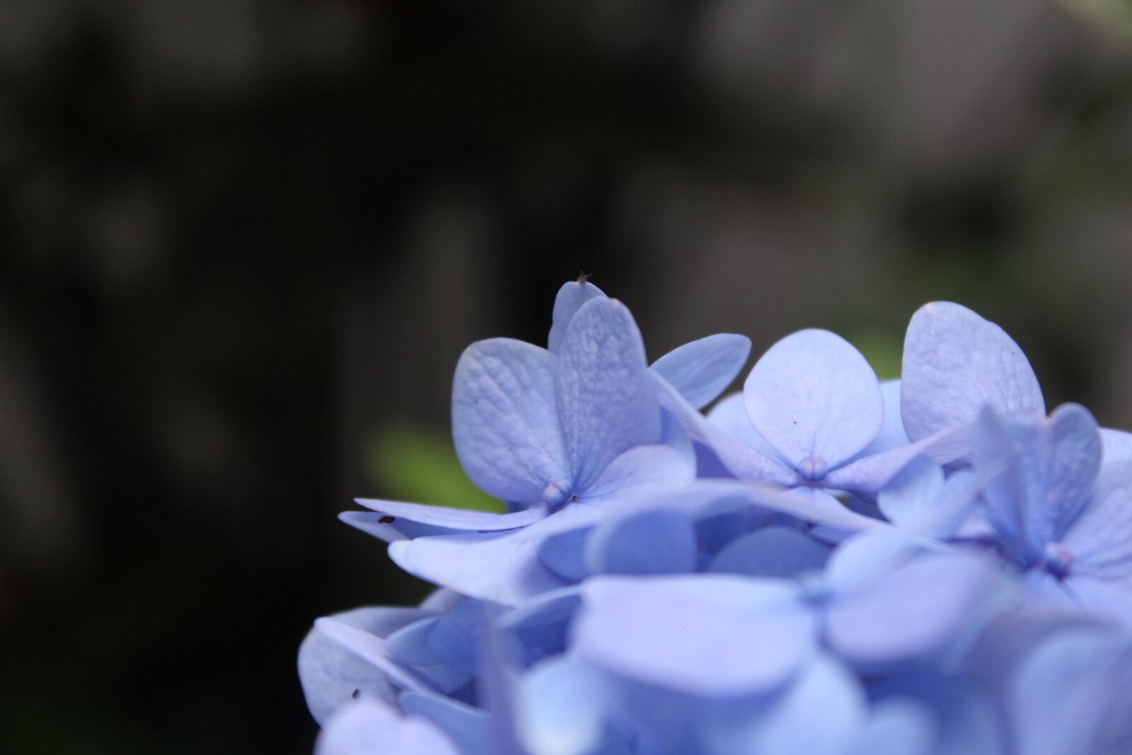 Canon EOS 1200D (EOS Rebel T5 / EOS Kiss X70 / EOS Hi) sample photo. Flowers, petal, background photography