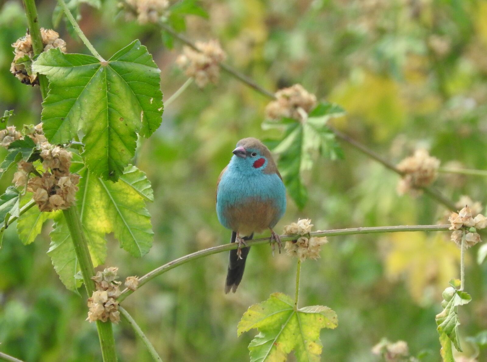 Nikon Coolpix P610 sample photo. Bird, ethiopia, blue photography