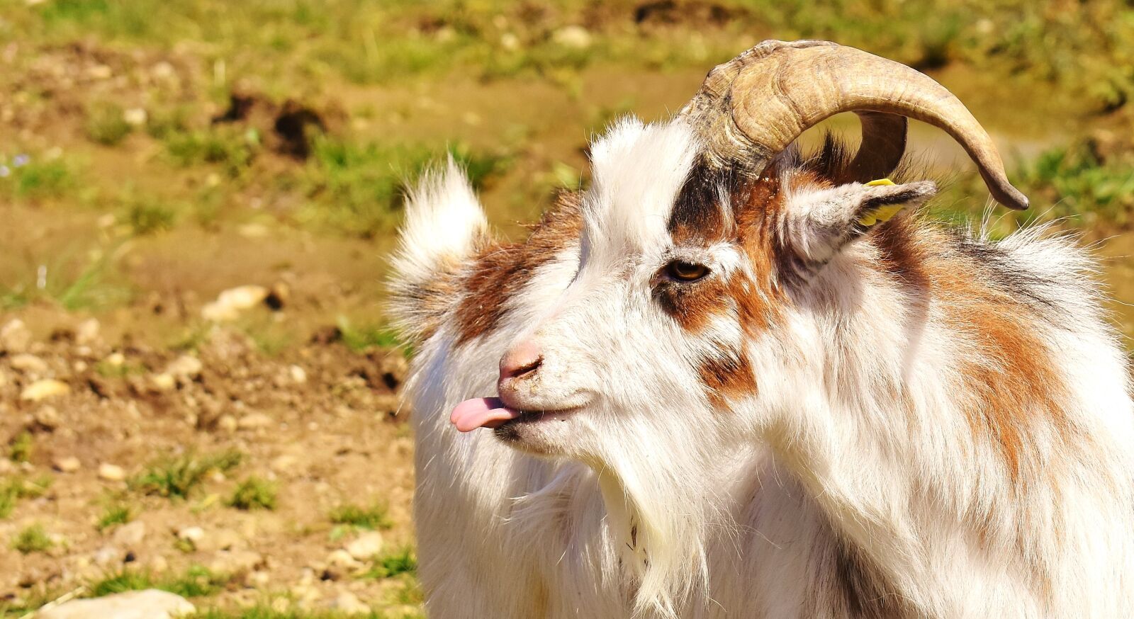 Nikon D7200 sample photo. Goat, tongue, funny photography