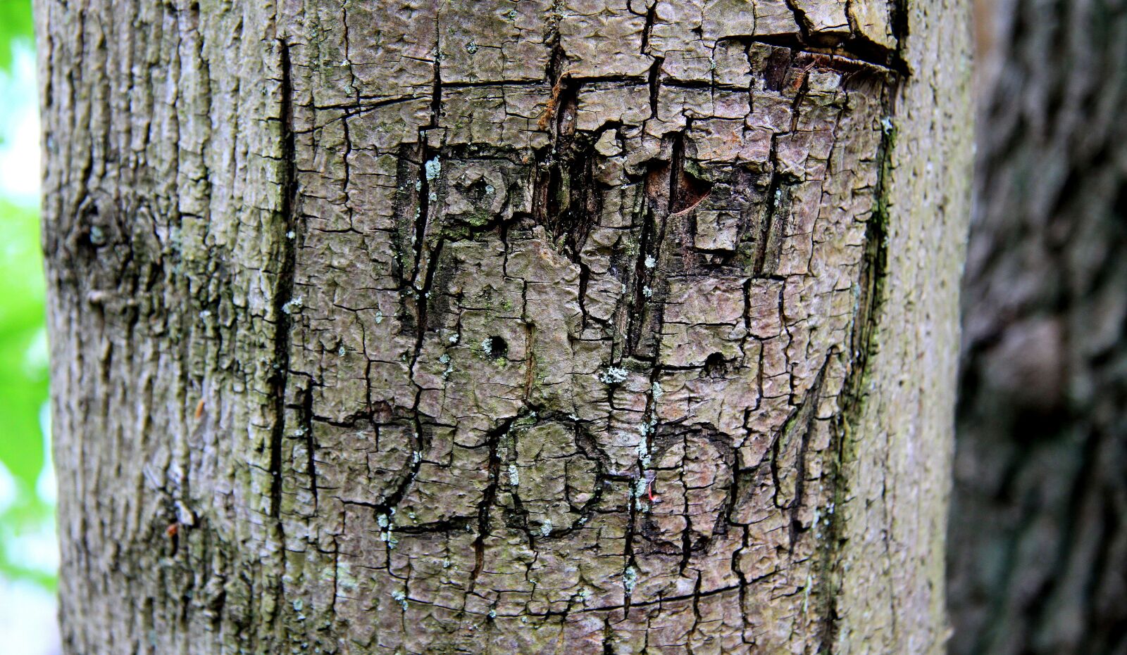 Canon EOS 50D sample photo. Tree, the bark, model photography